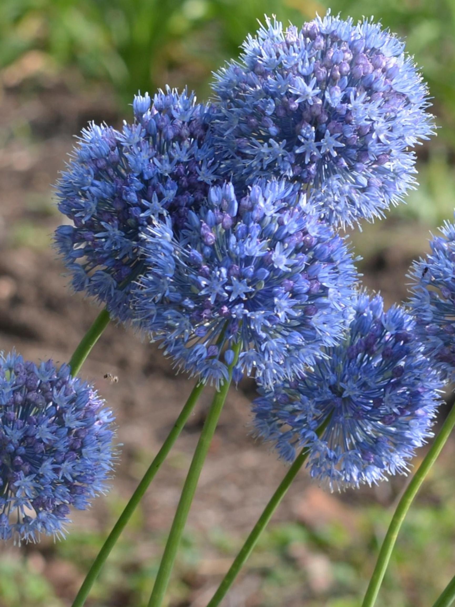 These tall alliums turn heads: ‘Globemaster,’ meadow-friendly round-headed allium, plus 10 more