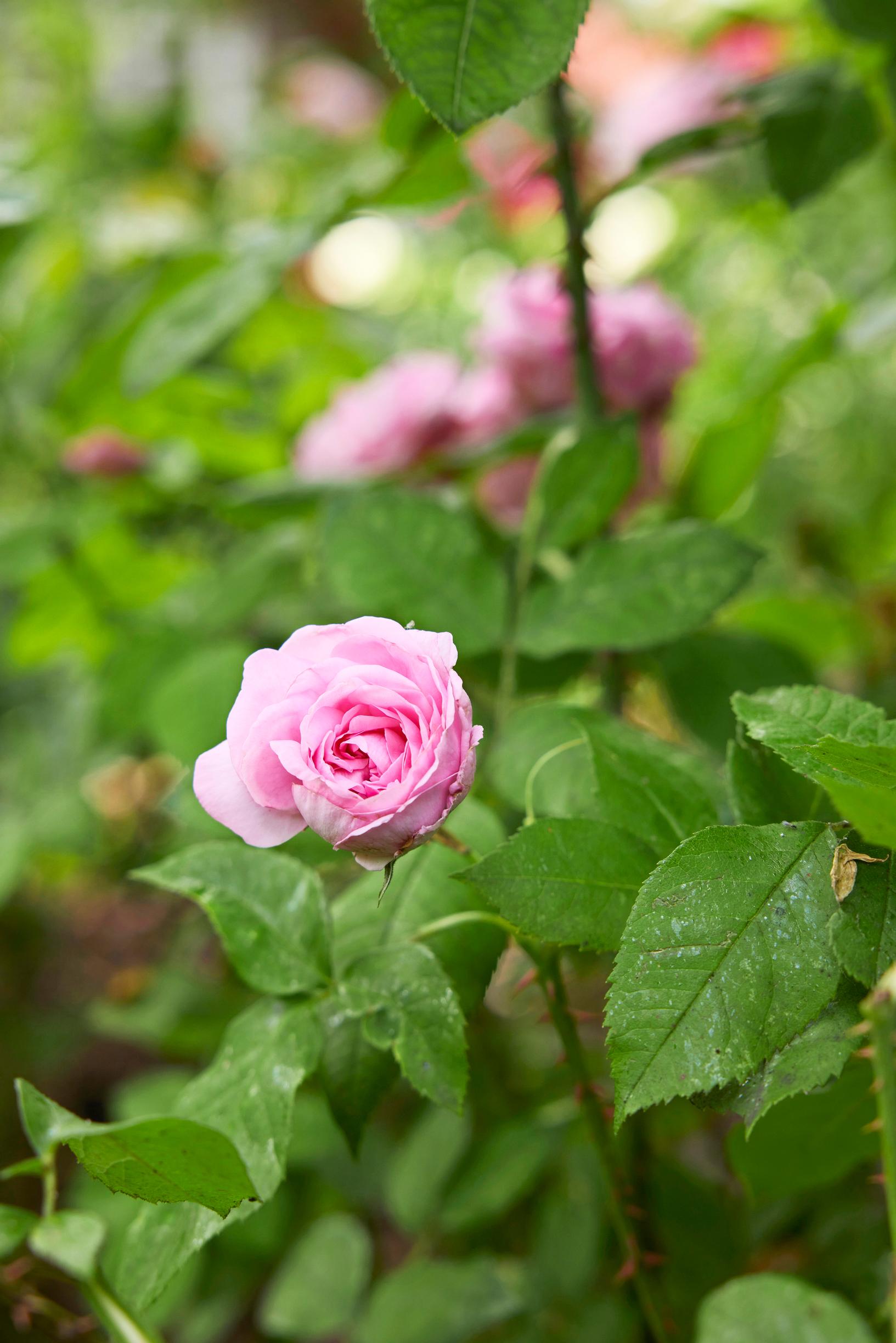 The double Austin rose ‘Gertrude Jekyll’ has a strong fragrance.