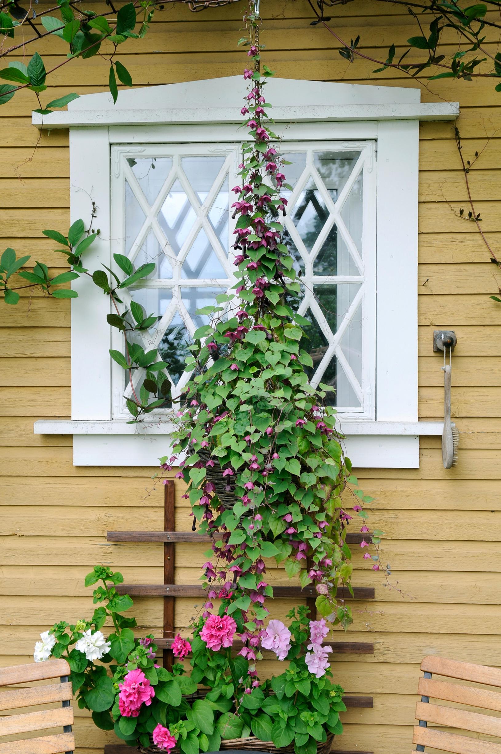 Purple bell vine