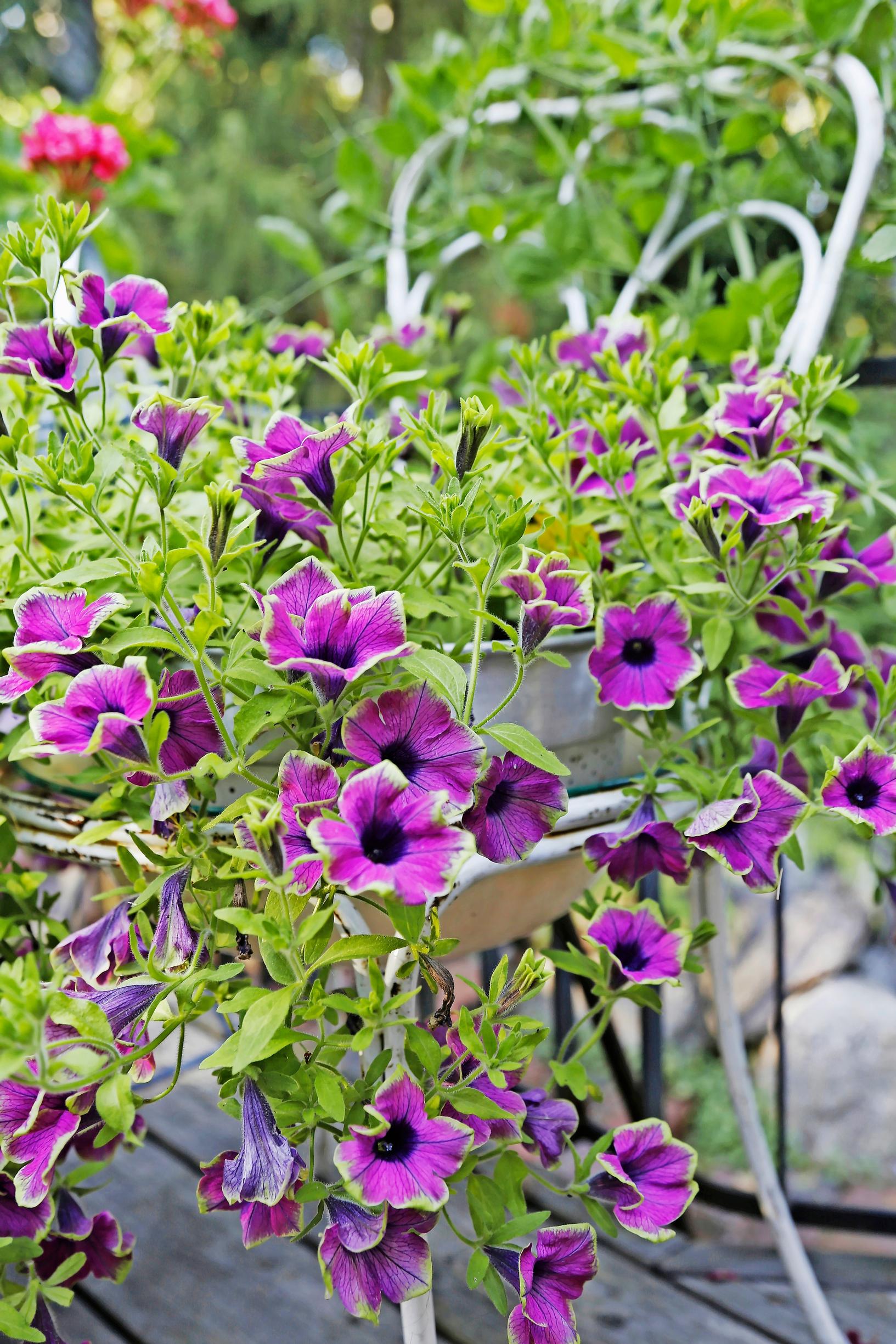 inspiration for summer flower plantings