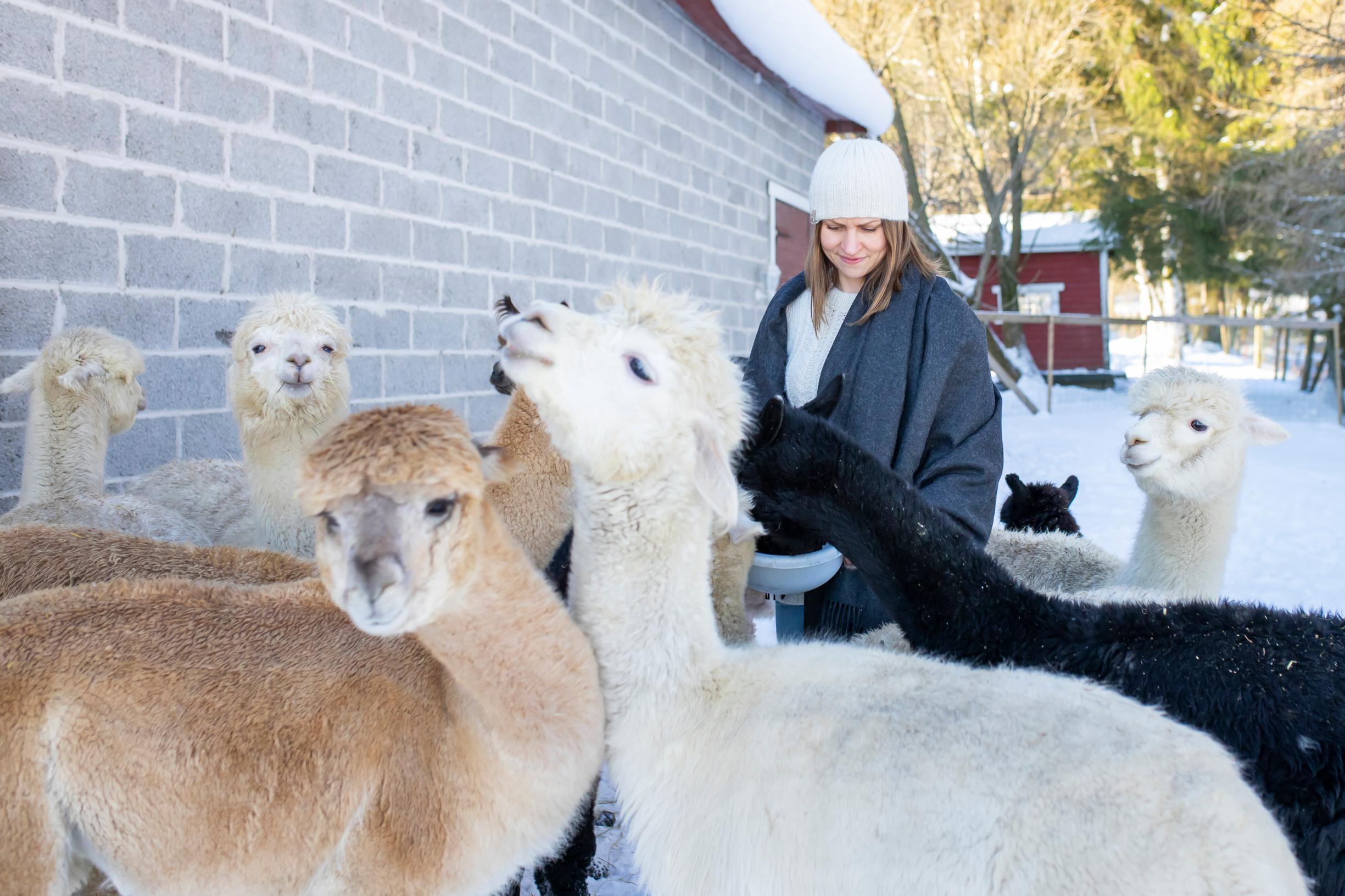 Alpacas at Tourula Farm