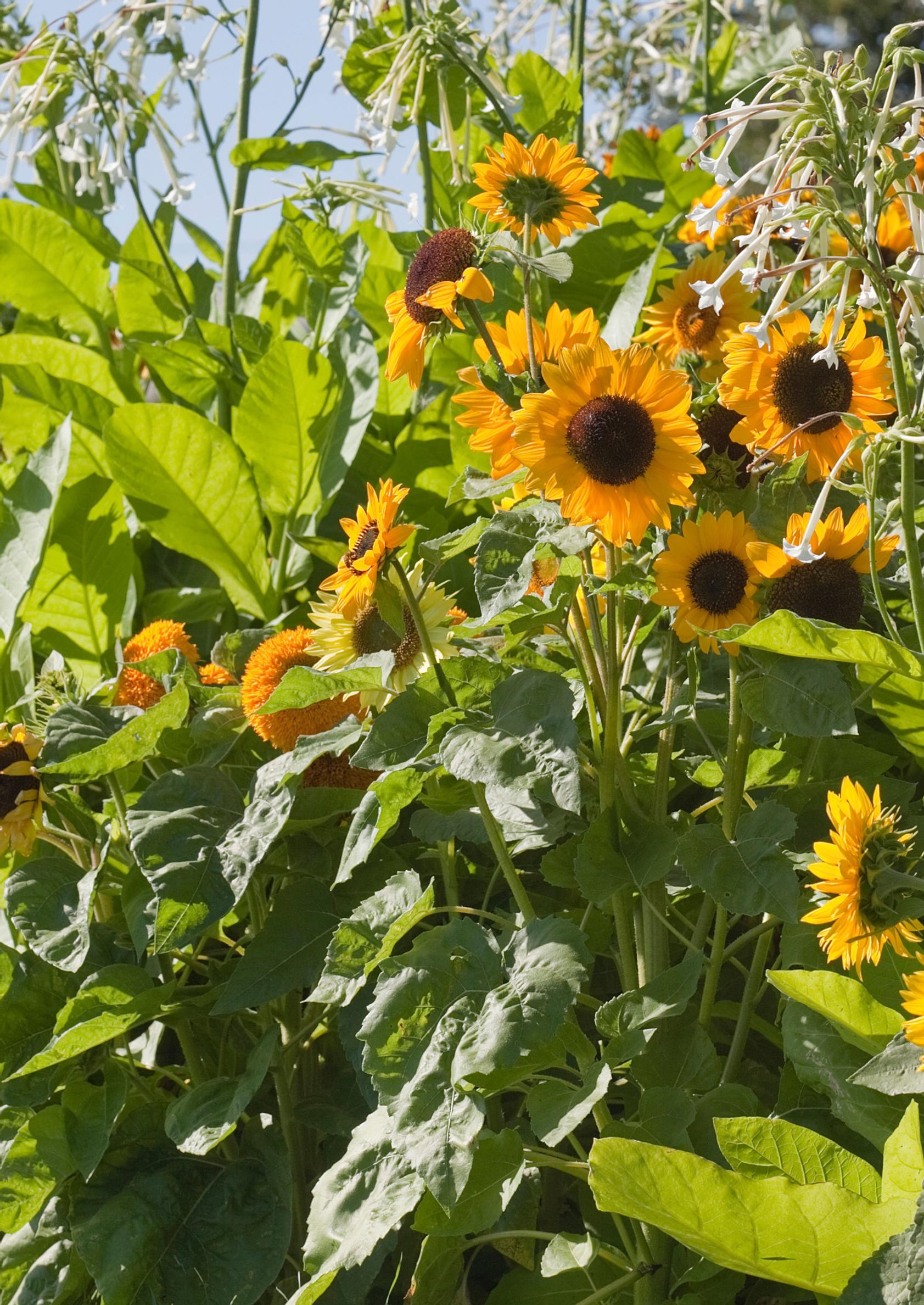 how to care for sunflowers