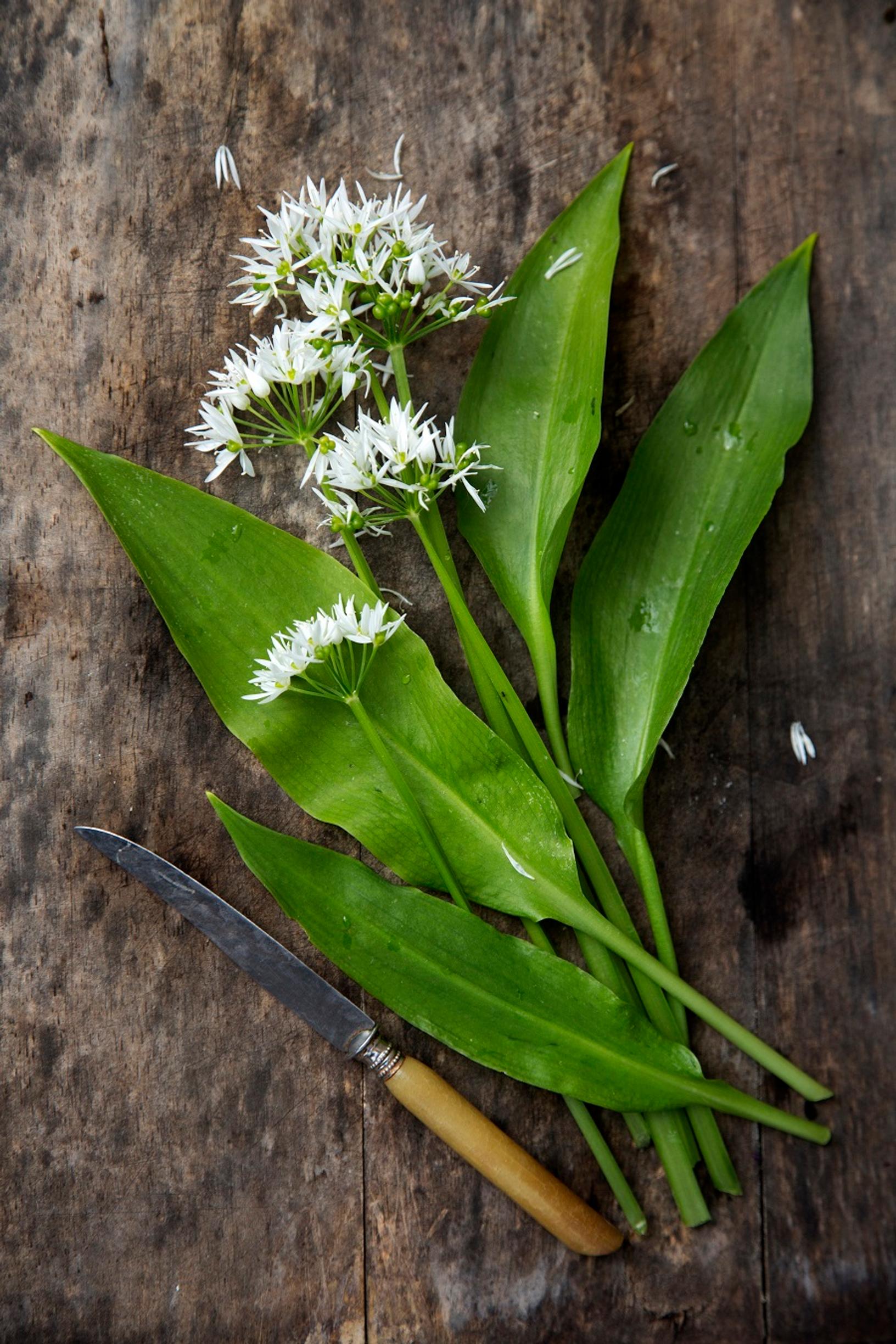 How to grow alliums