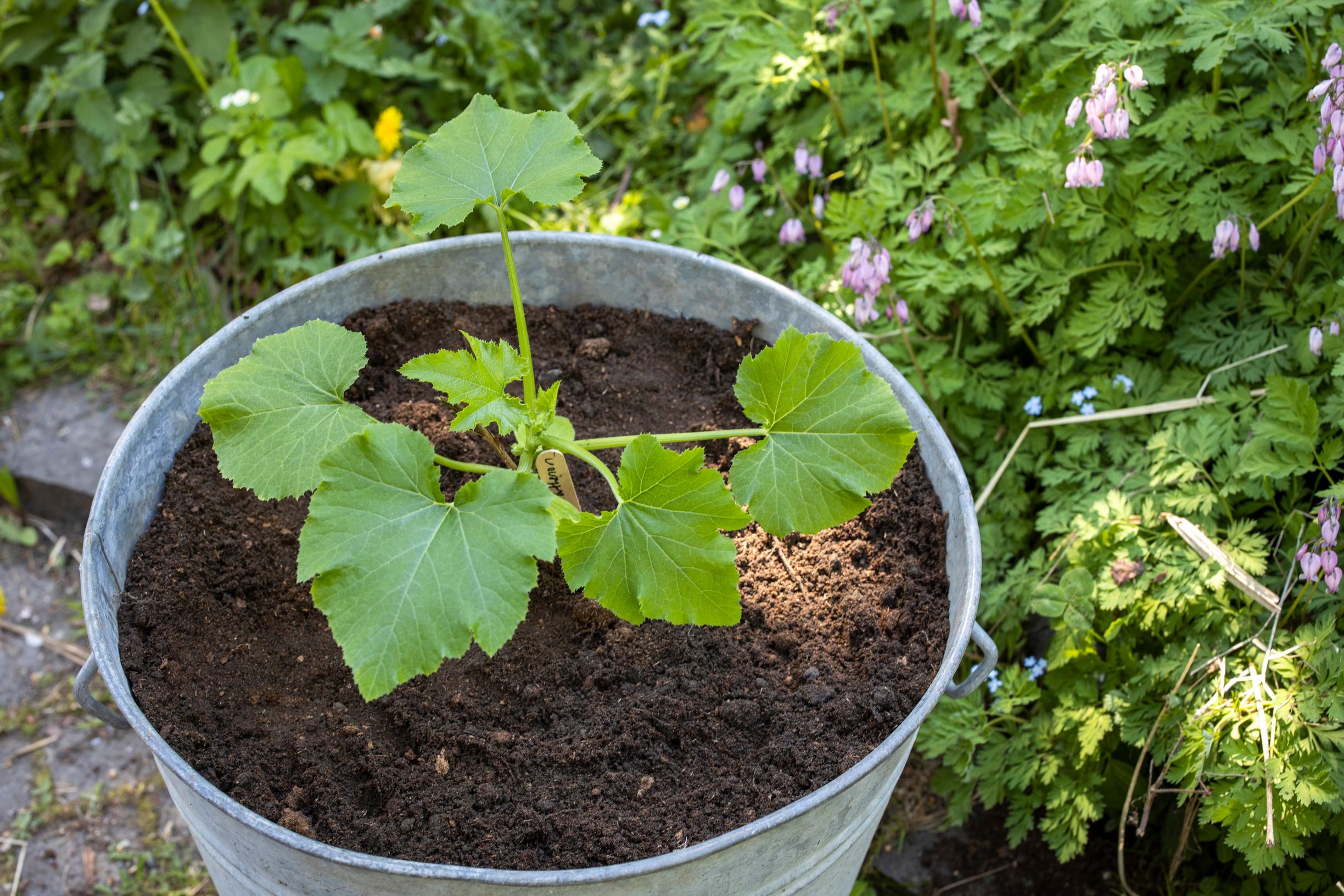 Growing zucchini in a pot or tub