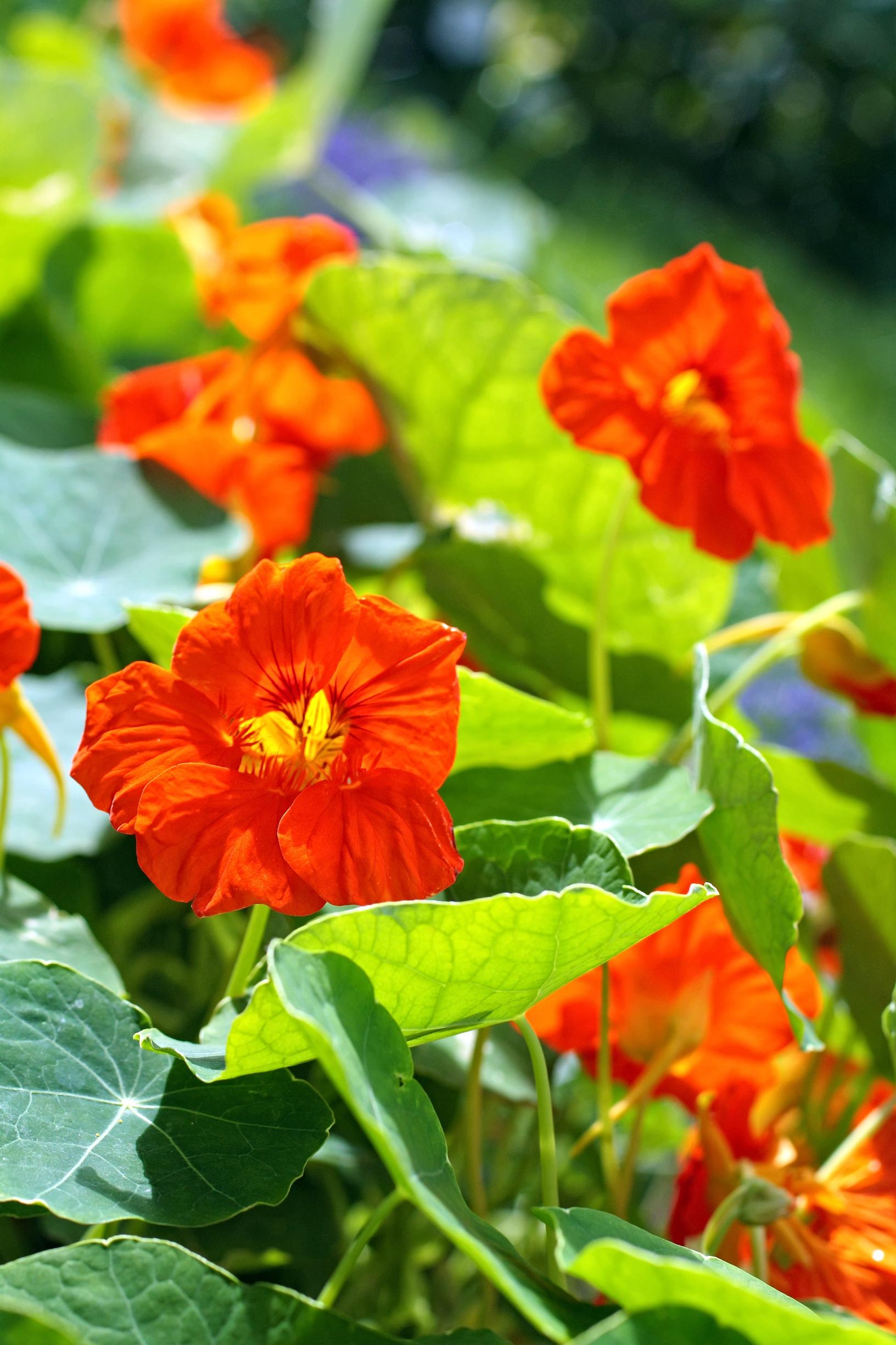 hanging basket flowers: nasturtium