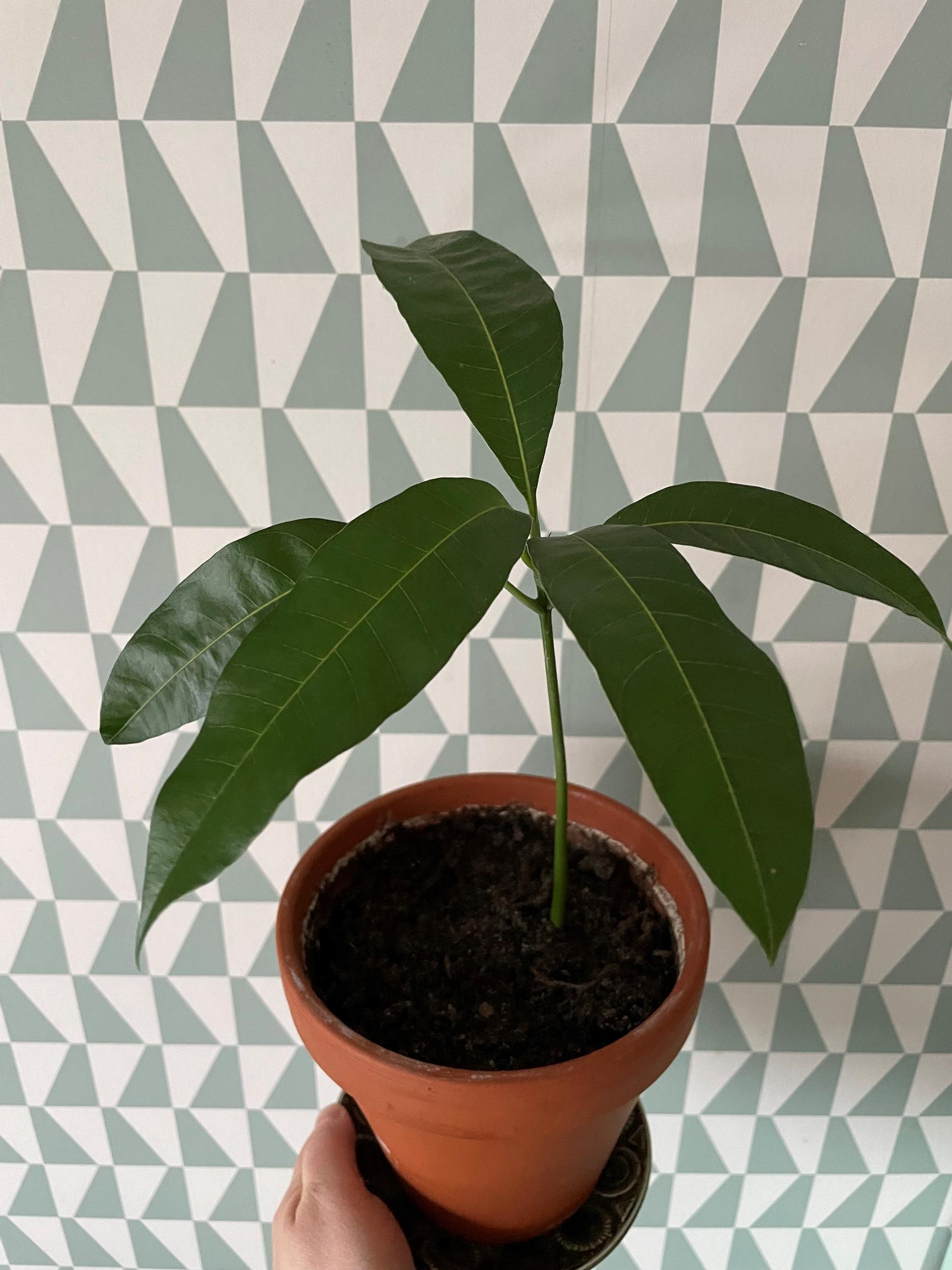 How to plant a mango seed from the fruit: A one-year-old mango in a pot