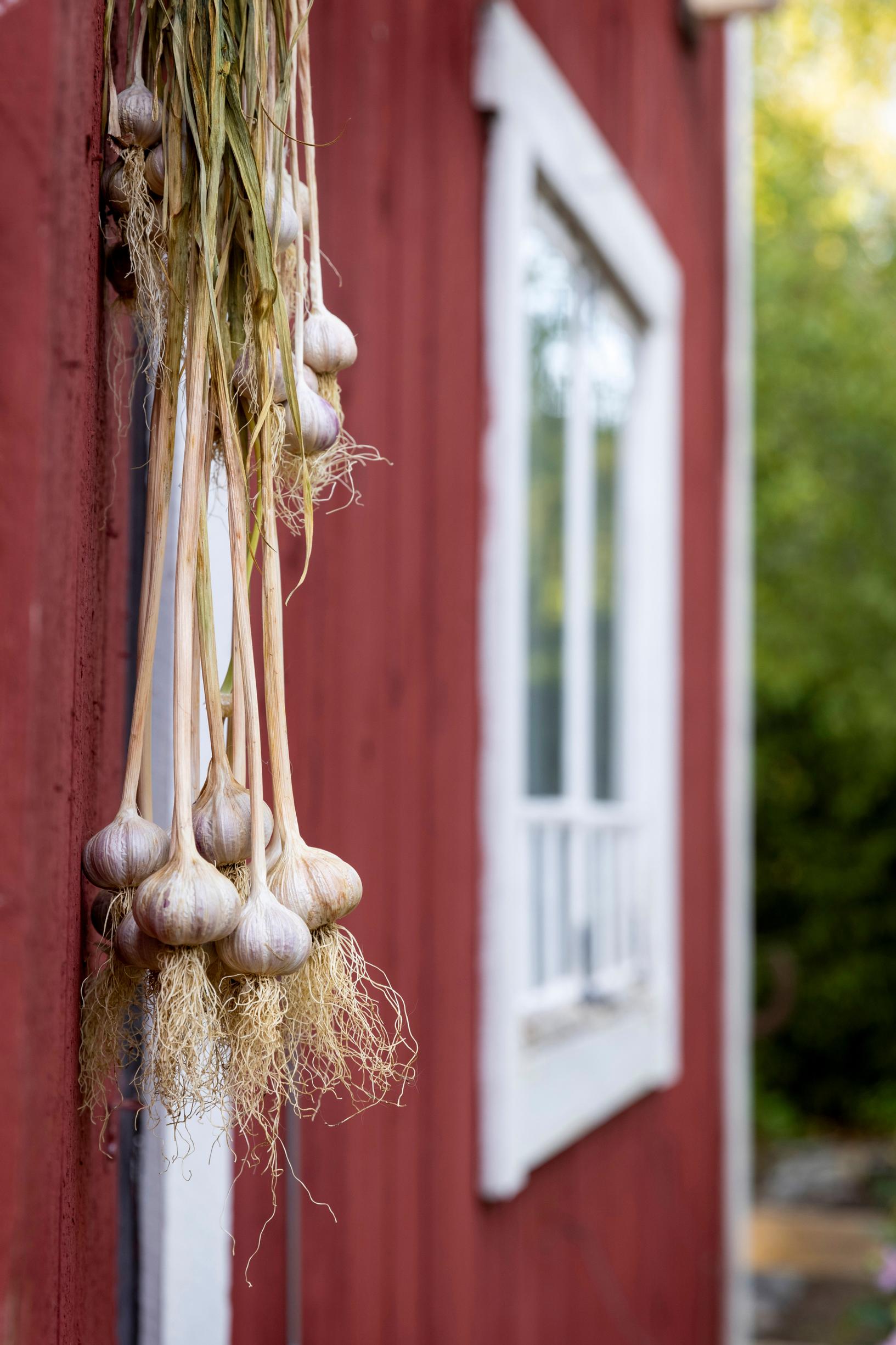 Torsten worked hard to adapt ‘Rosso di Sulmona’ to Finland’s conditions.