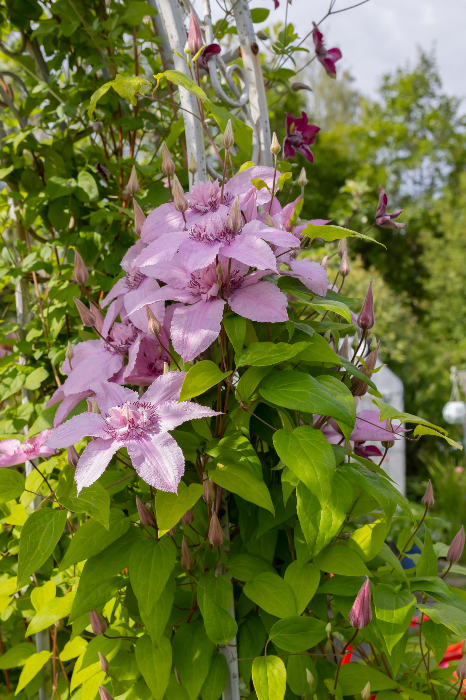 light purple clematis flowers