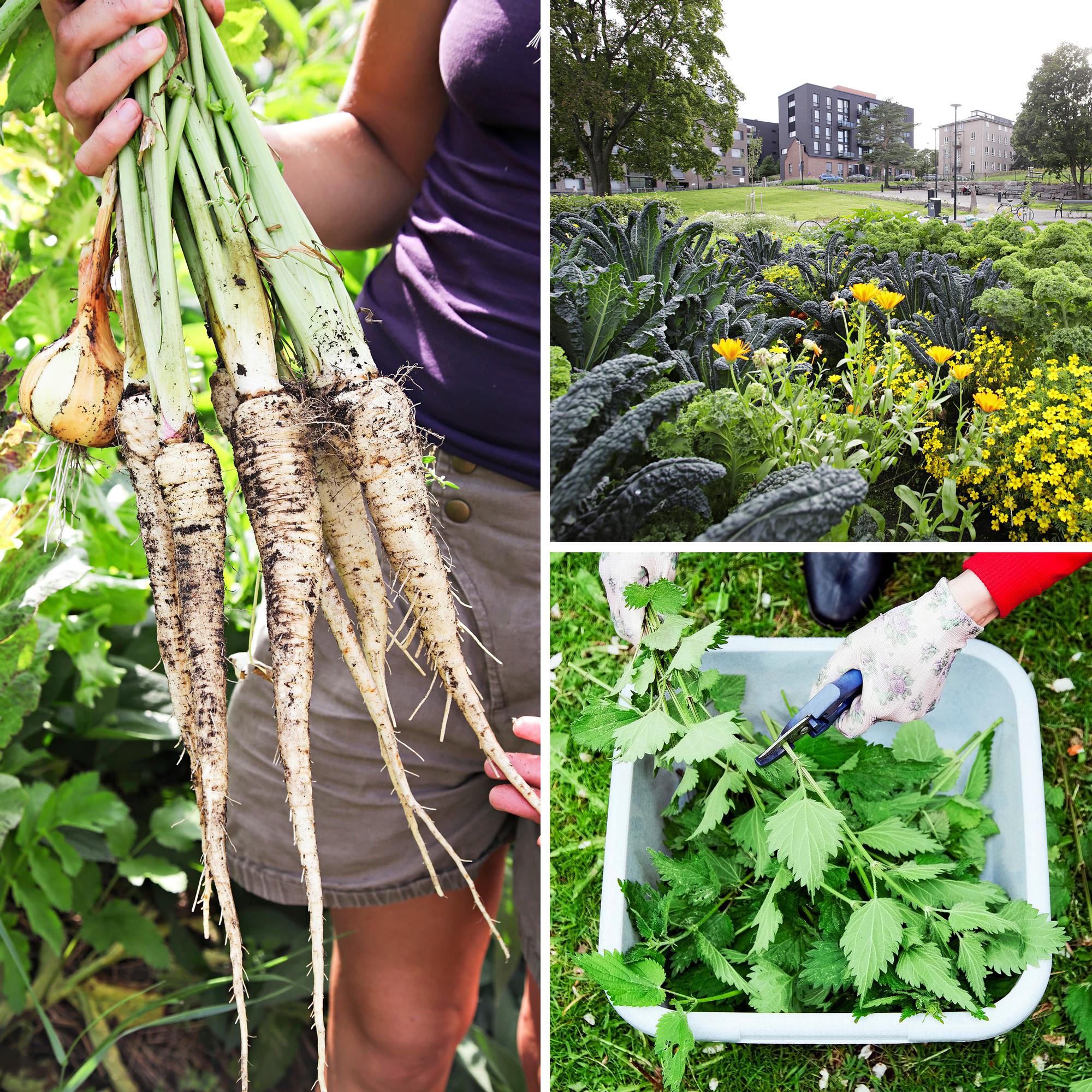 How to become self-sufficient–20 tips for growing, gathering, and preserving your own food