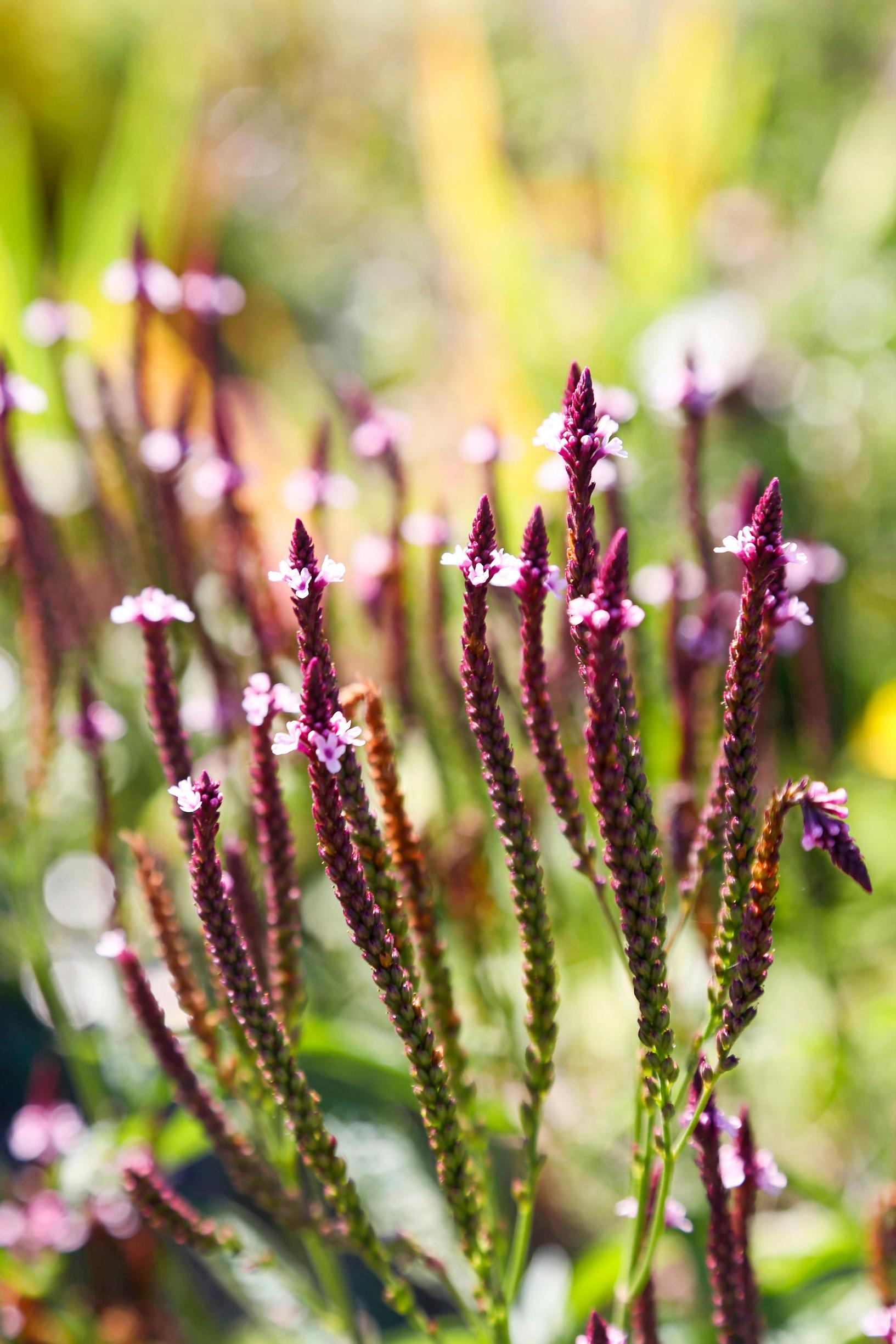 Spiked vervain