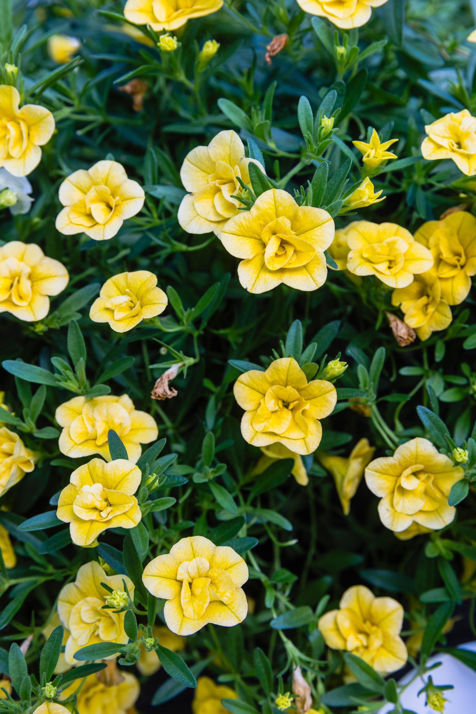 Yellow million bells