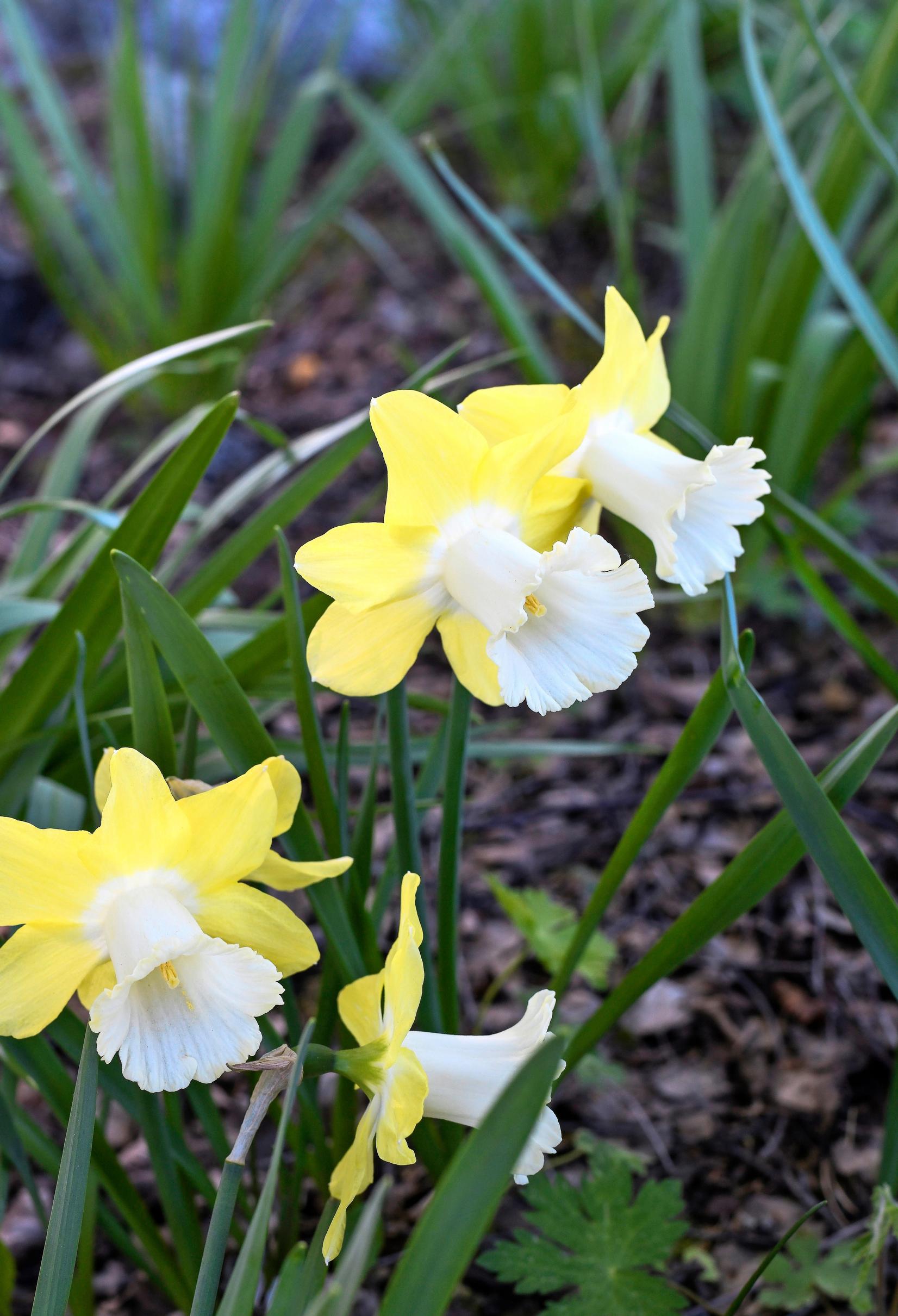 ‘Avalon’ daffodil