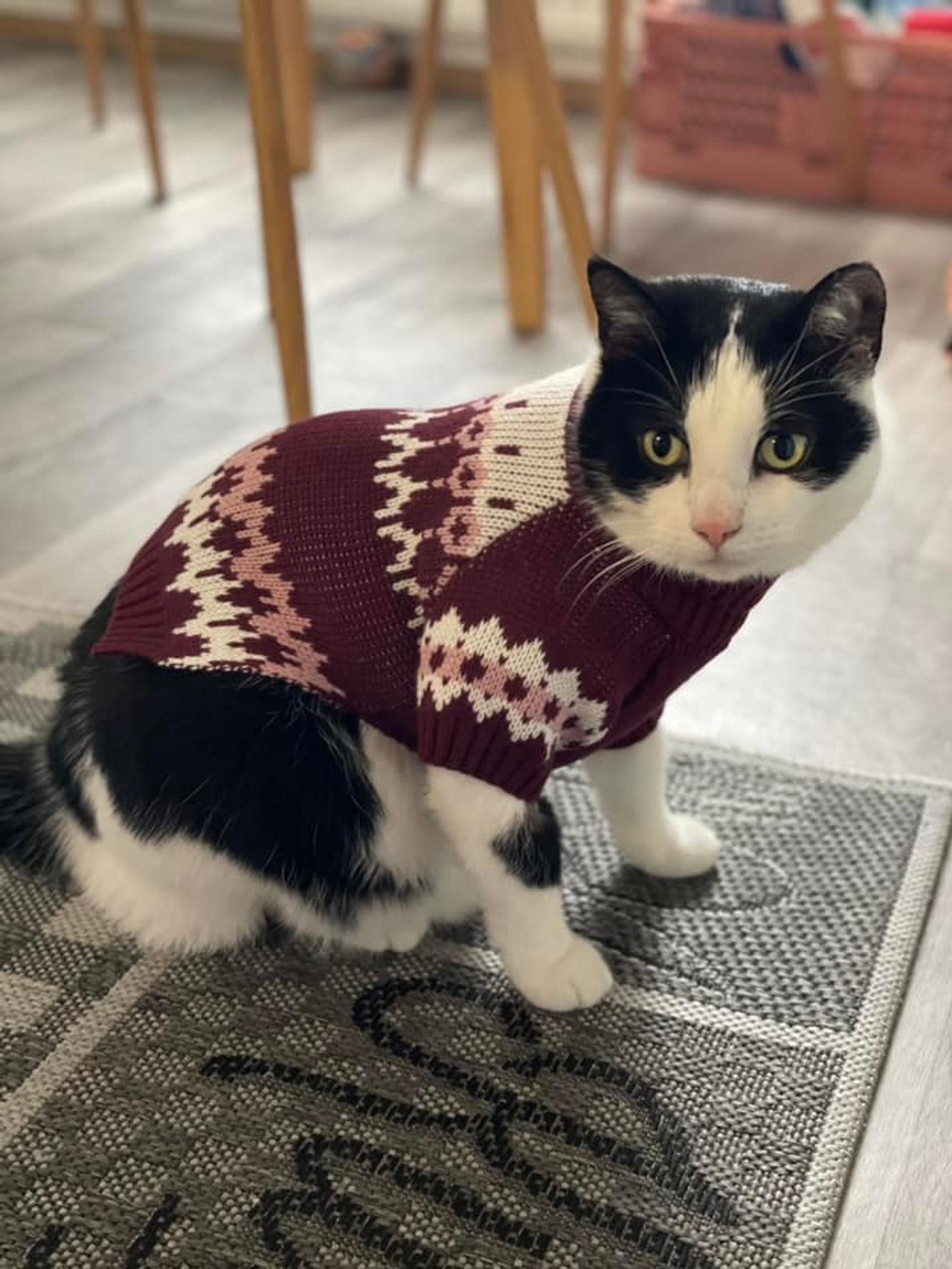Niksu the cat in his burgundy sweater.