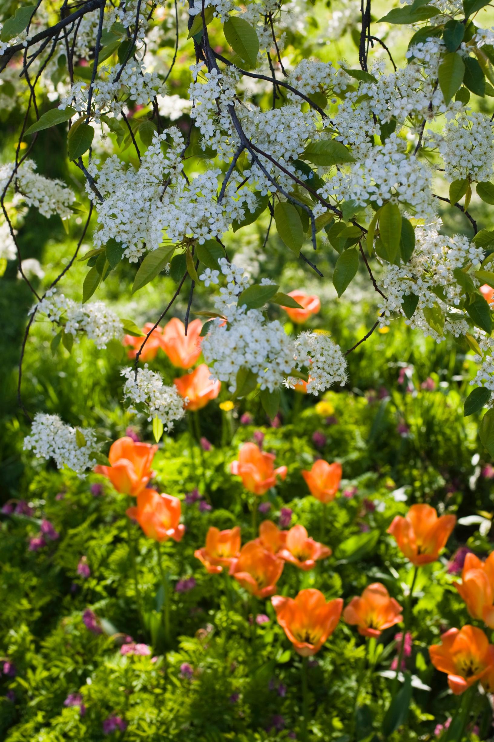 List of cherry tree varieties