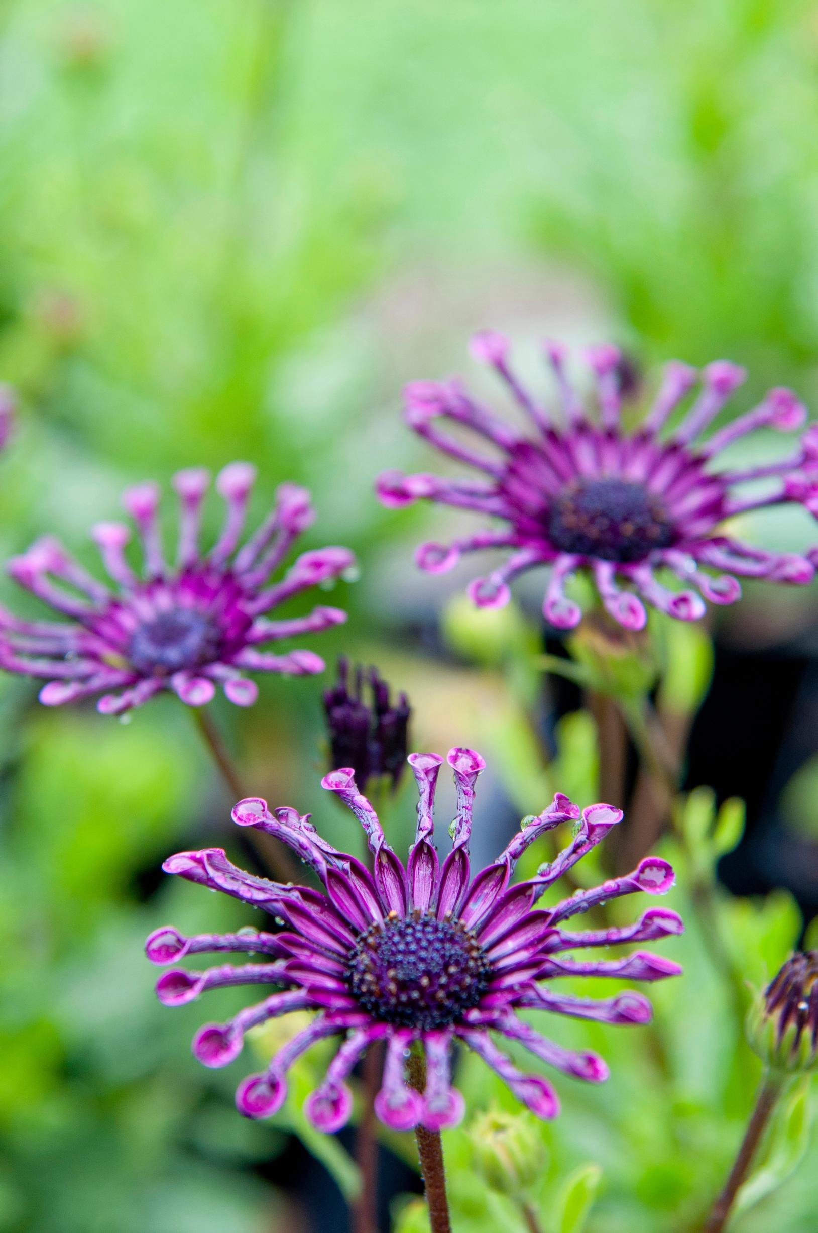 African daisy