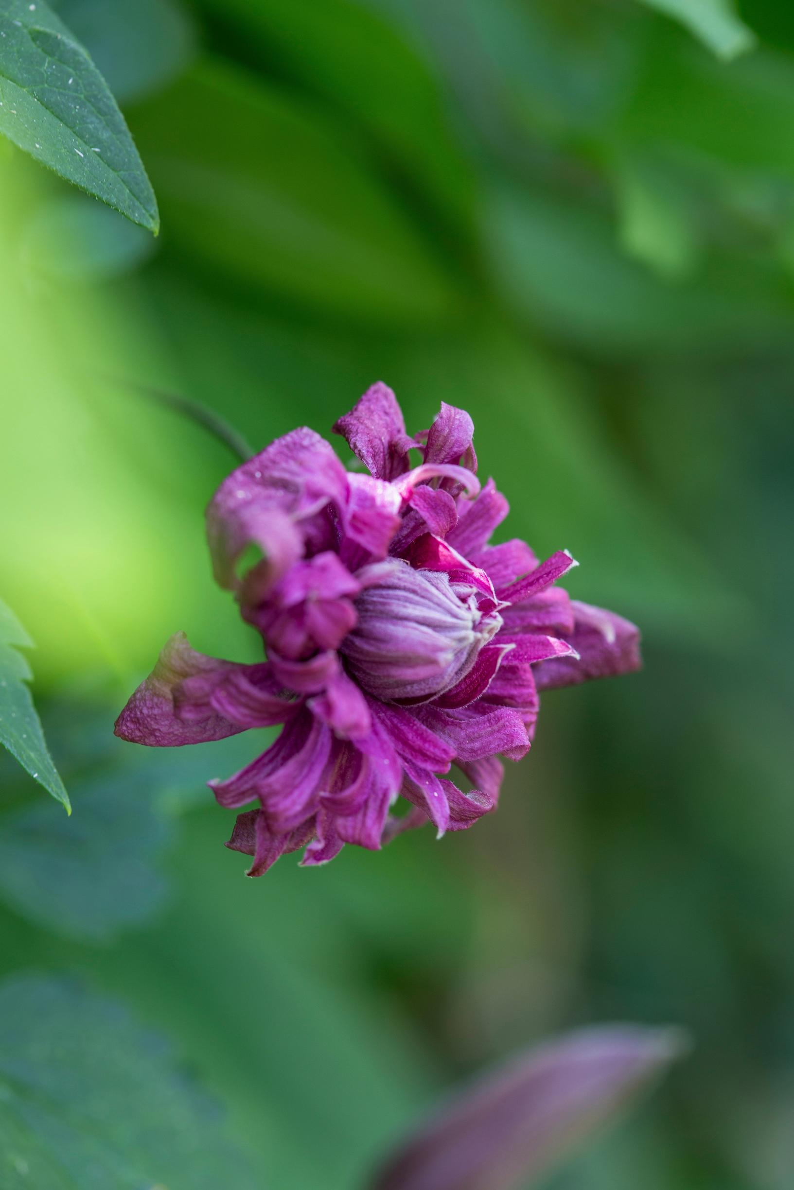 ornamental viticella clematis ‘Purpurea Plena Elegans’