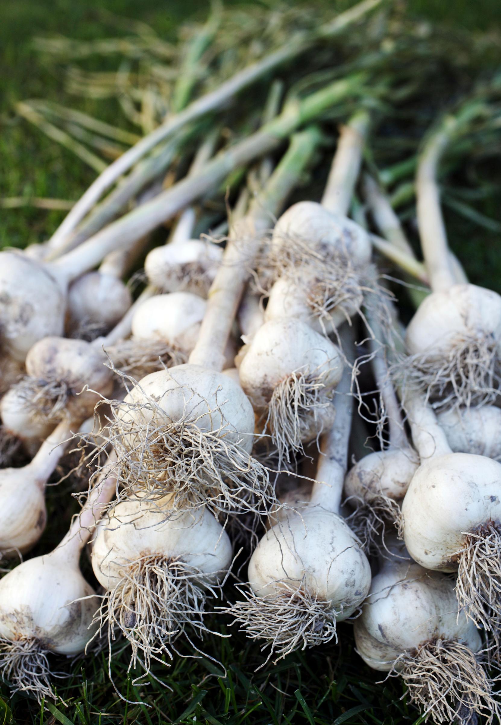Bundle of garlic