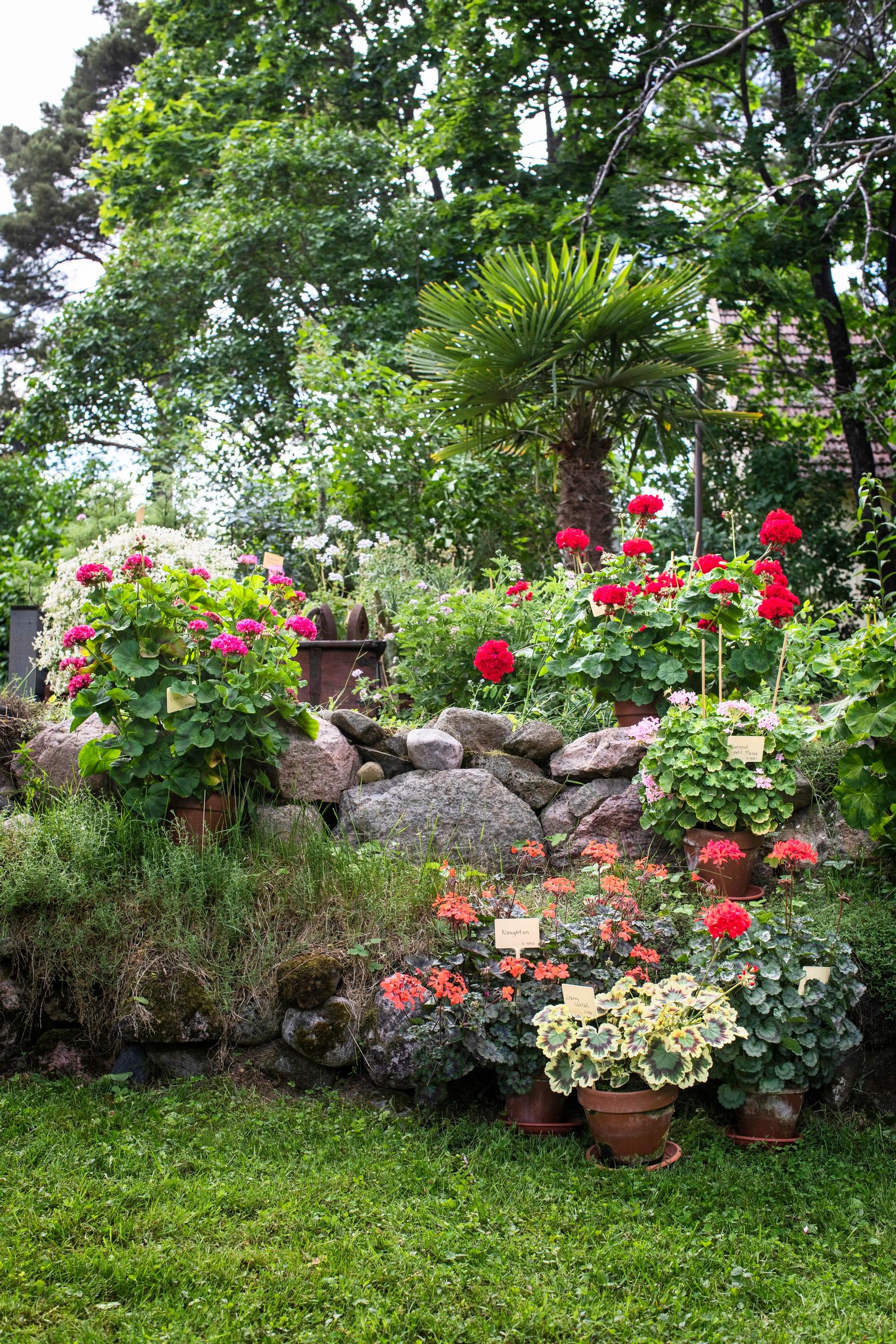 Pelargoniums displayed on a stone wall