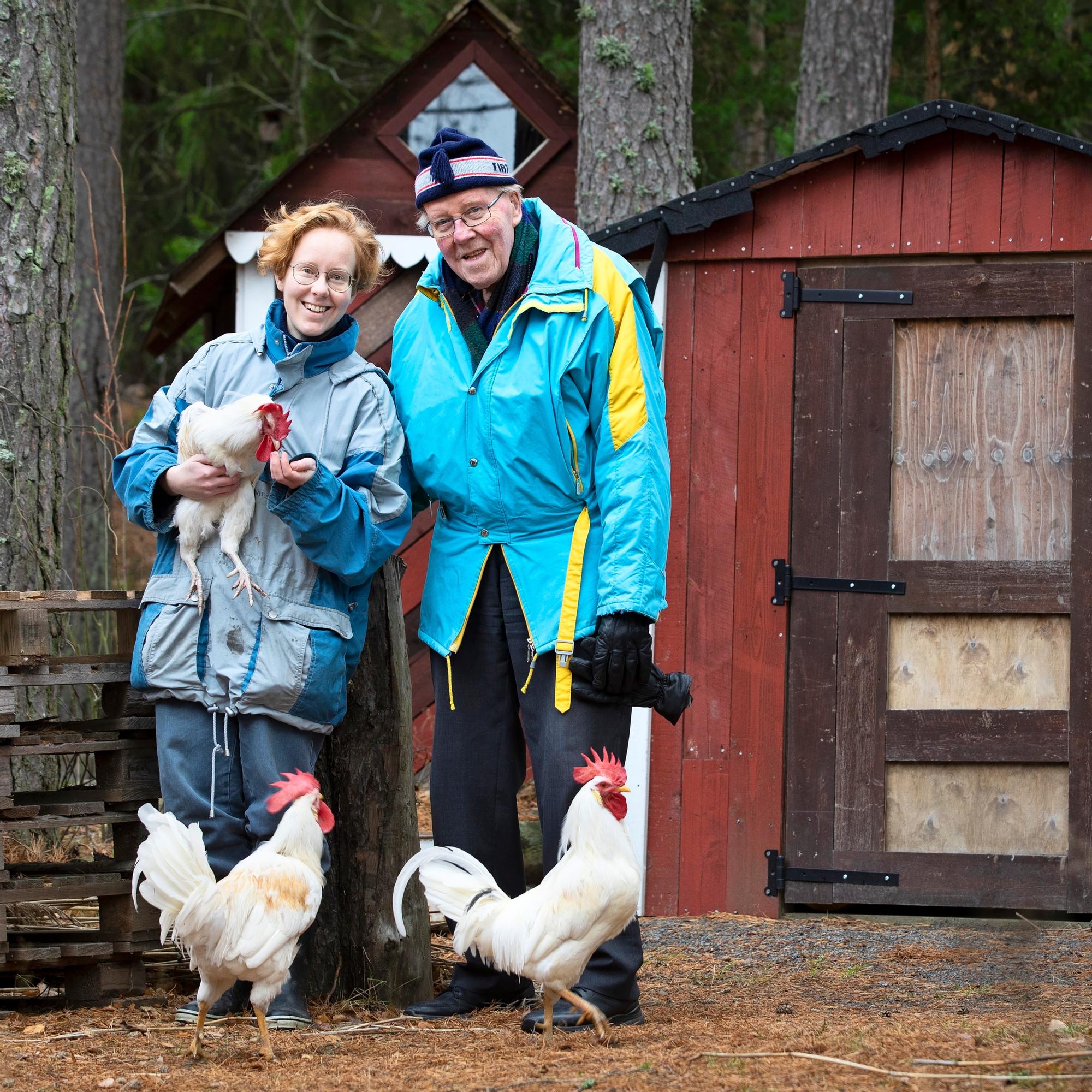 Helinä rescued four roosters from slaughter—now they’re cherished family pets