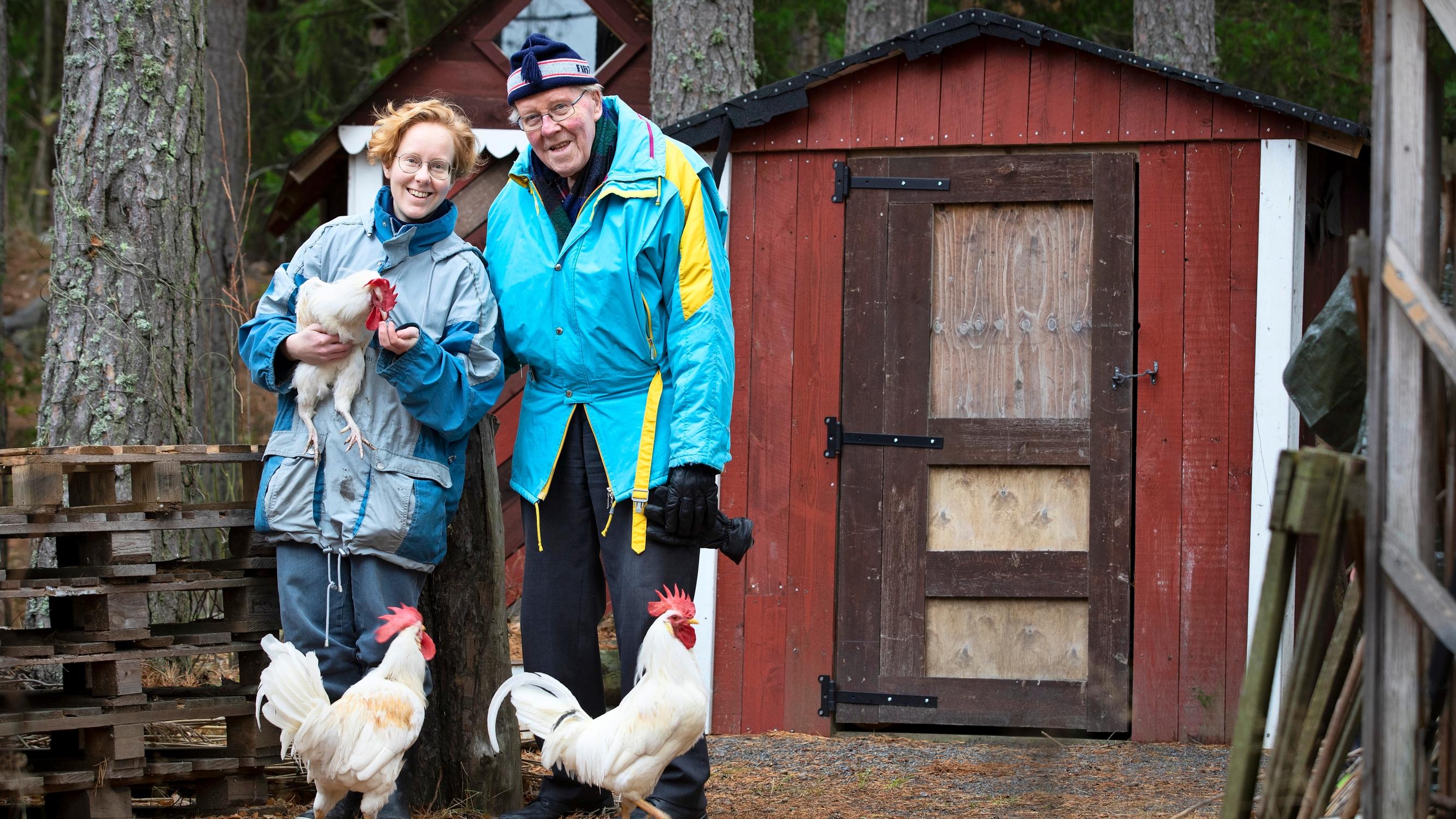 Helinä rescued four roosters from slaughter—now they’re cherished family pets