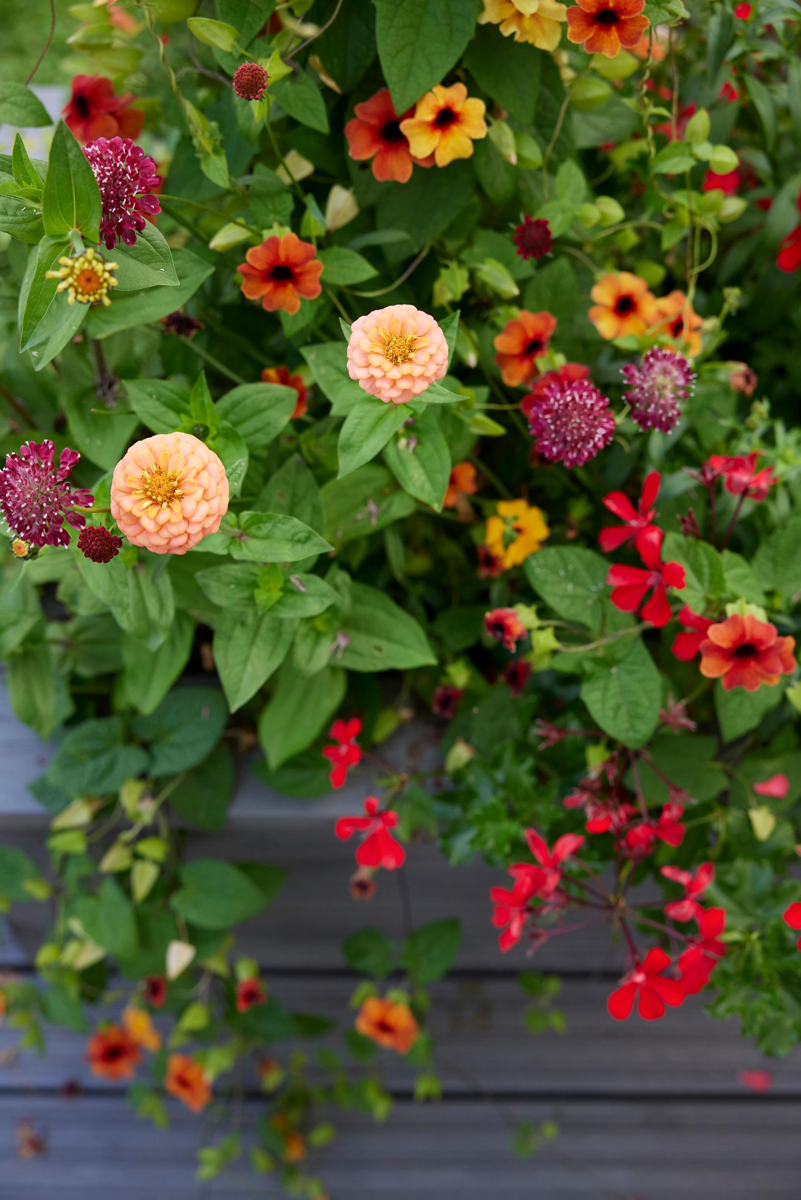 In the box grow the giant zinnia ‘Oklaholma Salmon’, scabiosa ‘Fire King’, trailing geranium, and black-eyed susan vine.