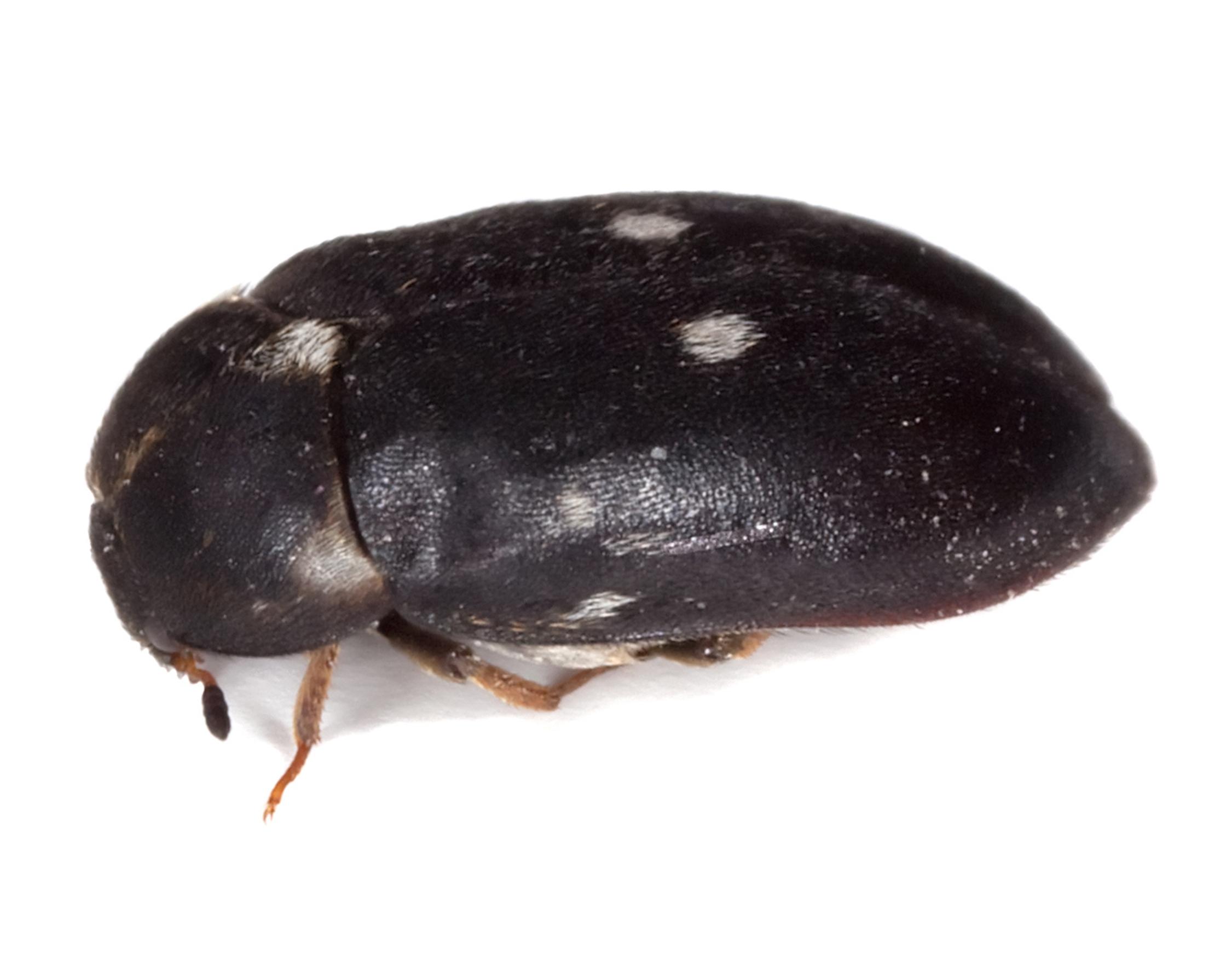 Attagenus pellio