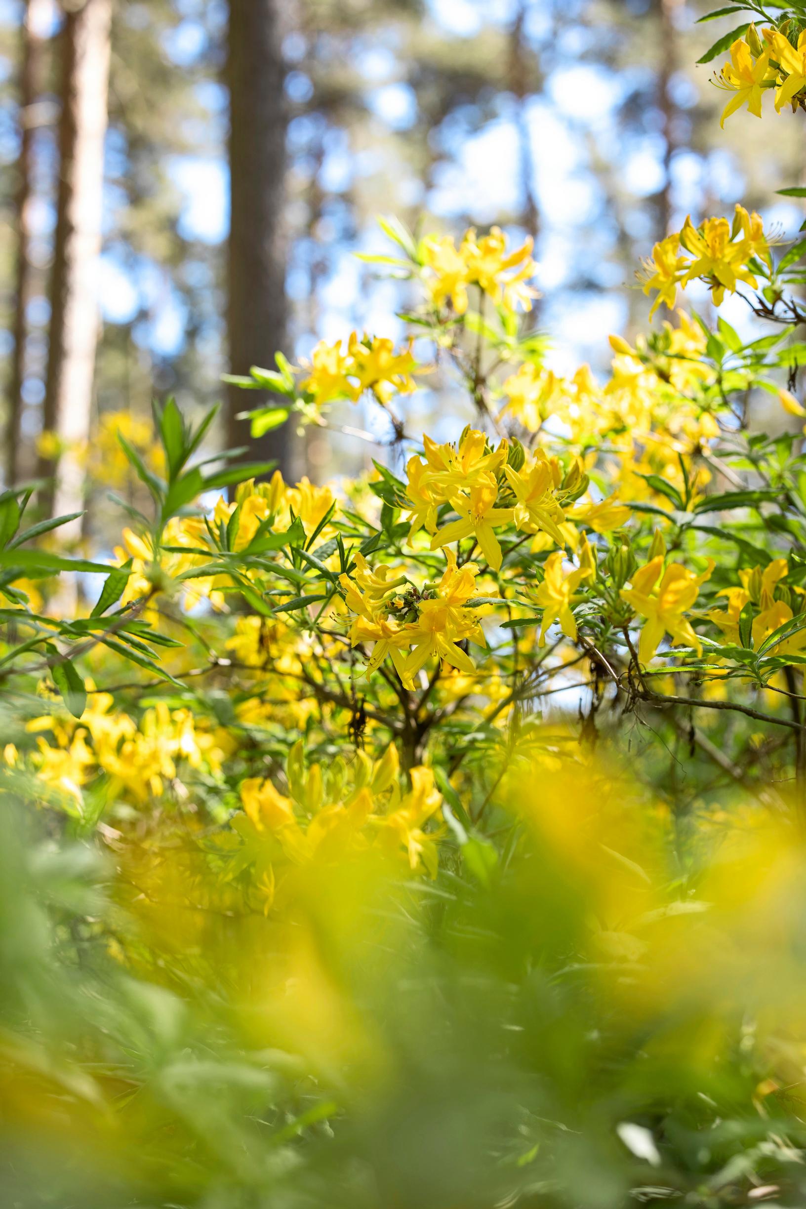 A yellow-flowering azalea