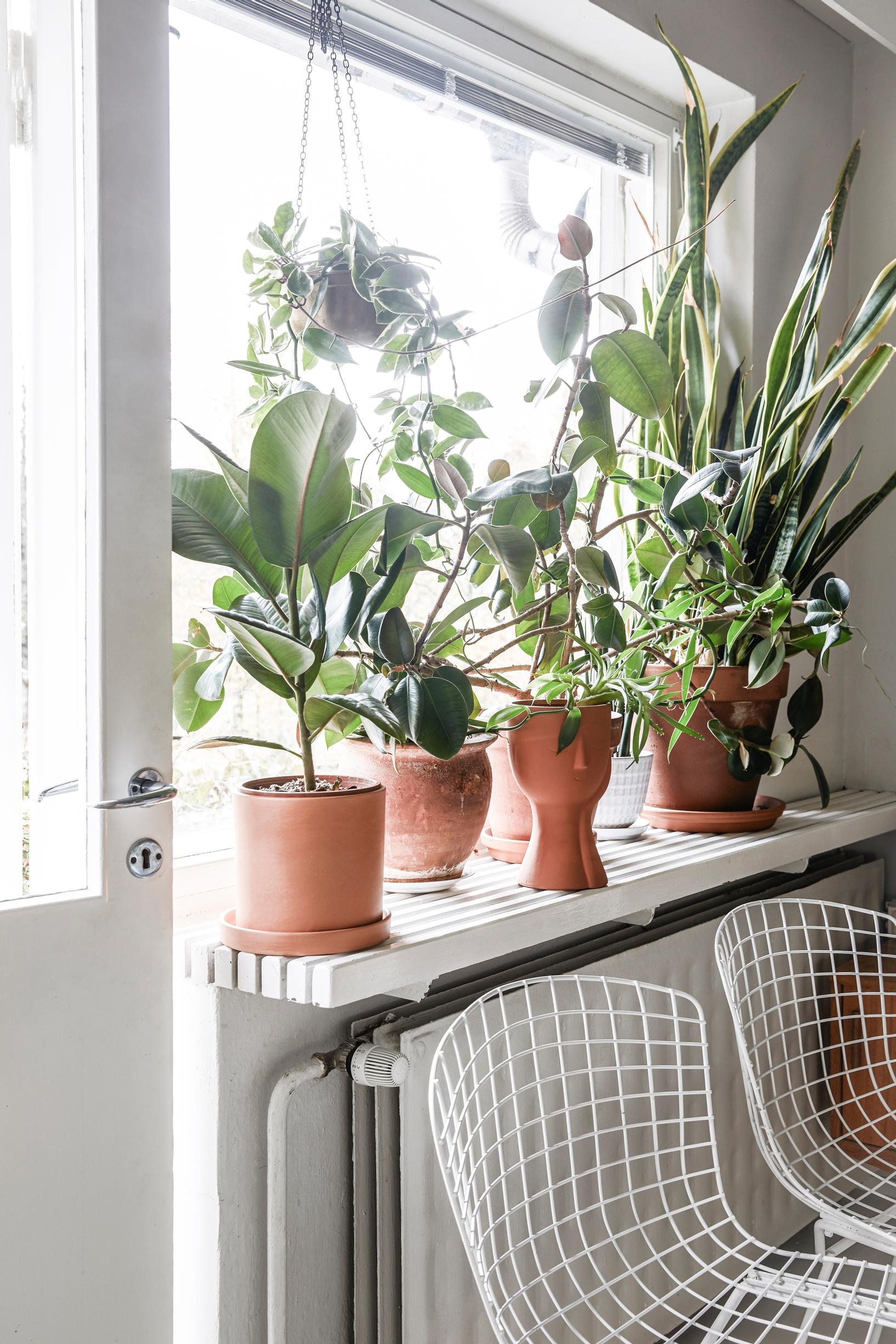 Arranging plants indoors: cluster of houseplants on the windowsill