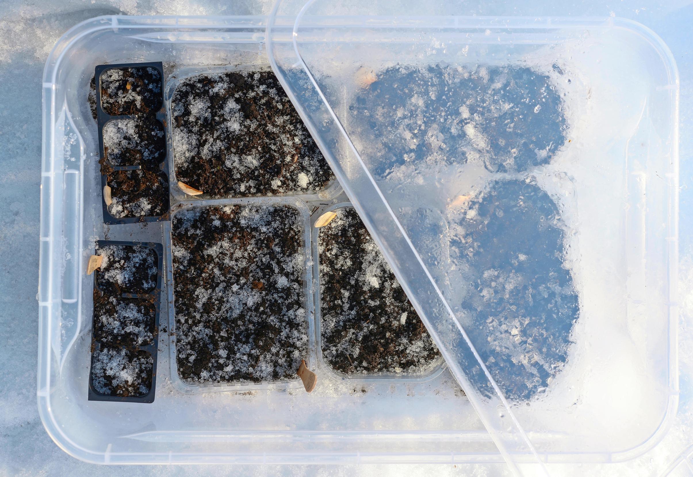 Winter sowings in a plastic box