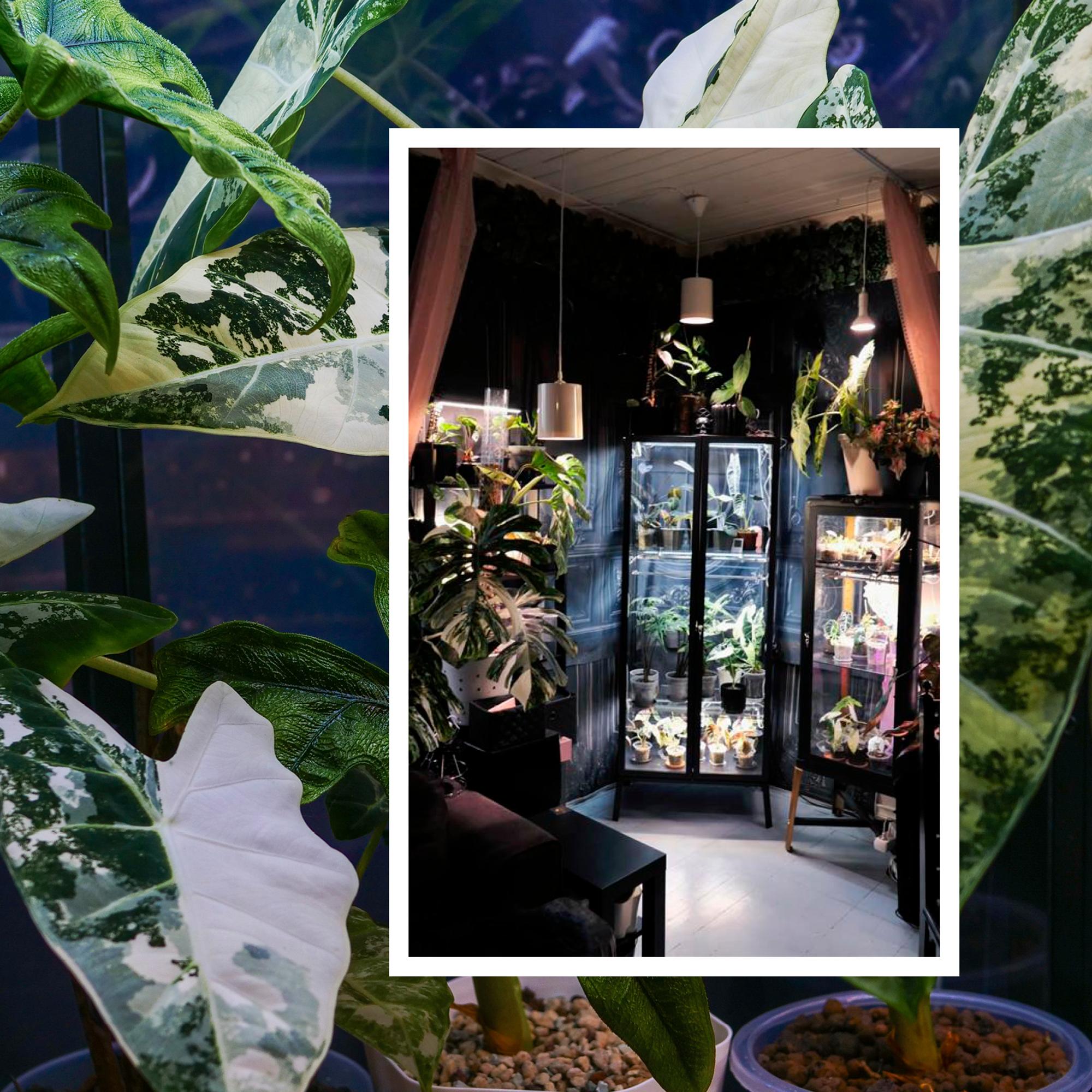 Ida-Emilia turned ordinary display cabinets into a safe haven for her treasured plants—here’s how she did it