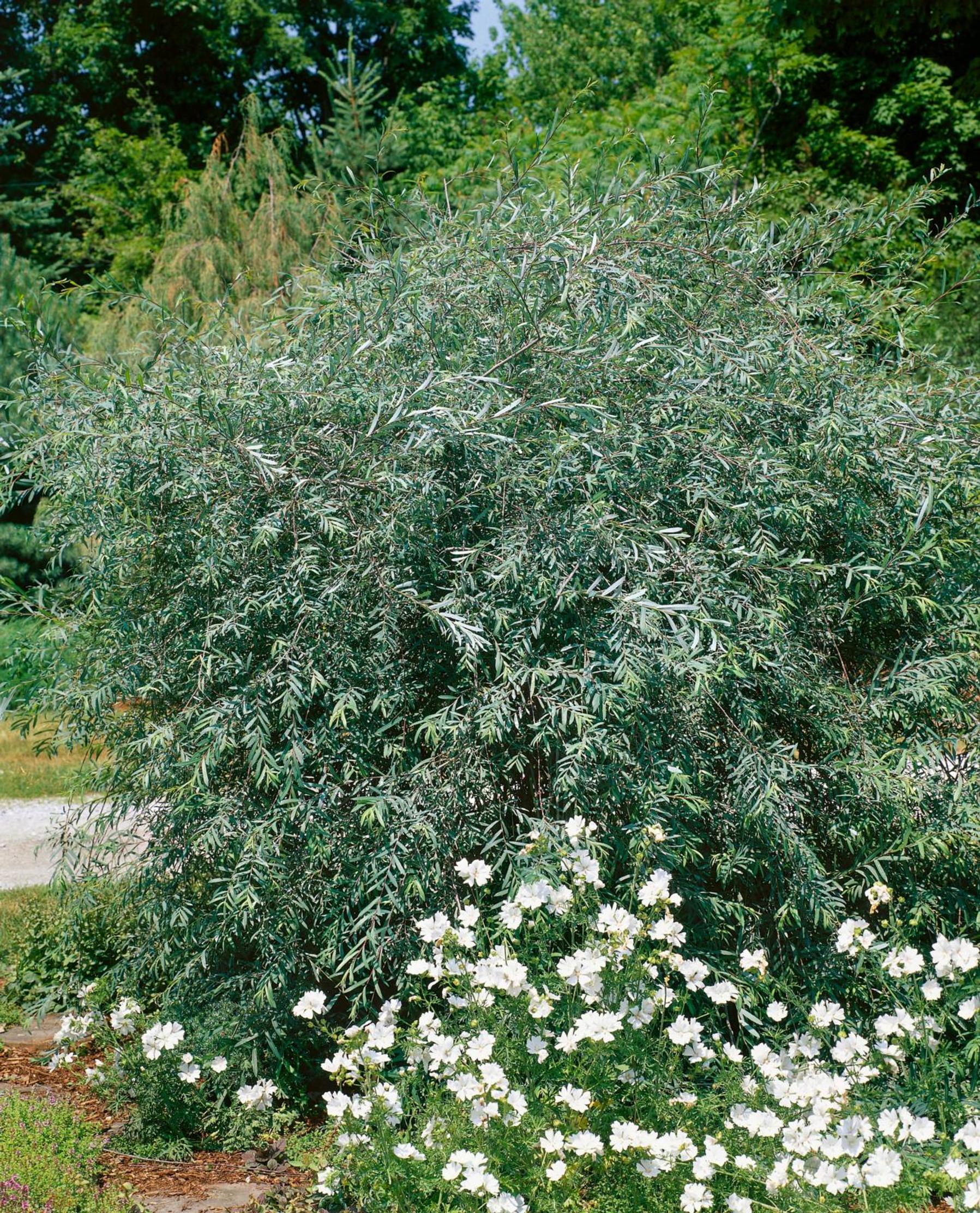 Weeping purple willow