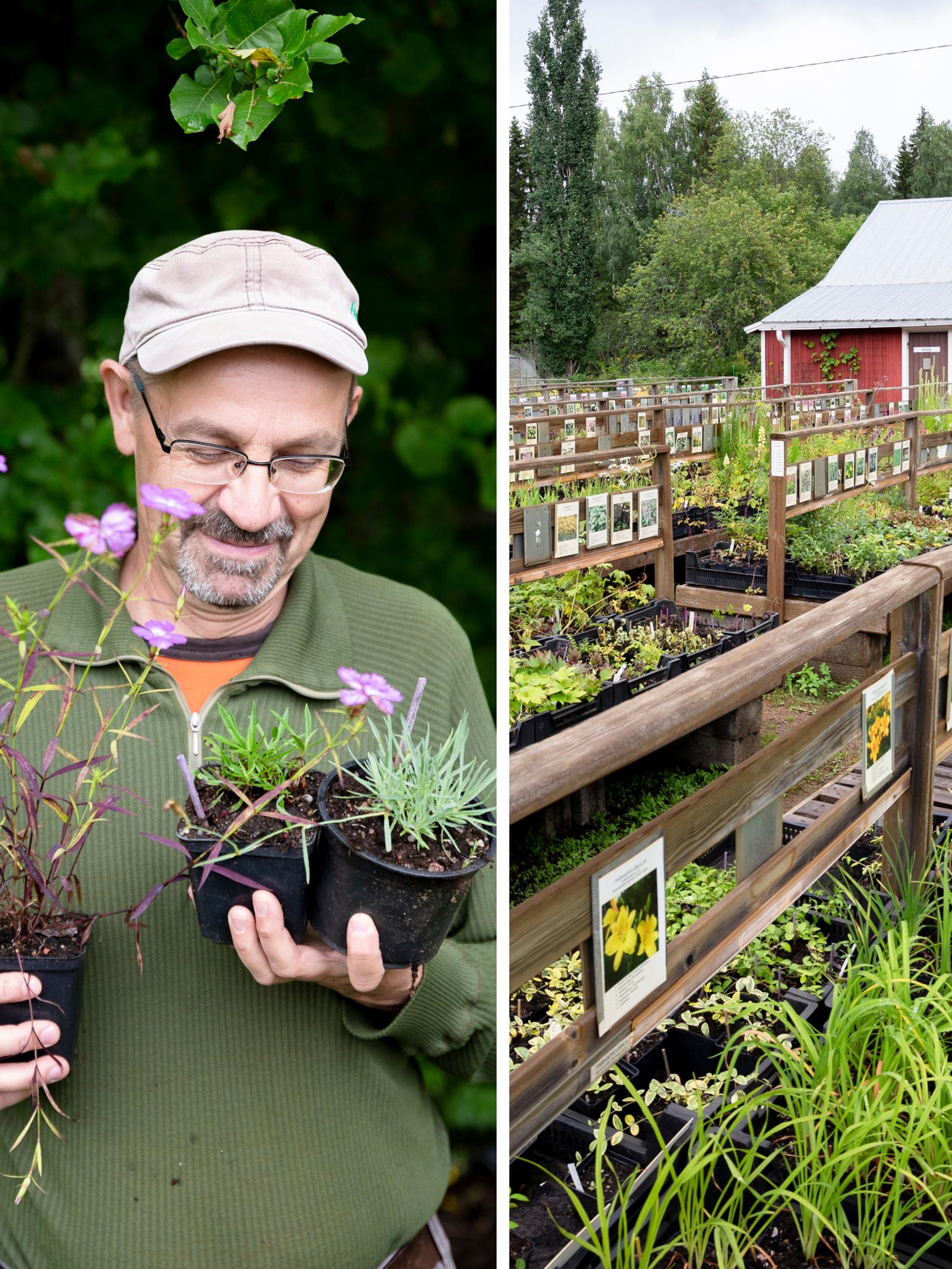 “If a plant can survive here, it can survive anywhere”—unusual perennials flourish at Jari Särkkä’s nursery