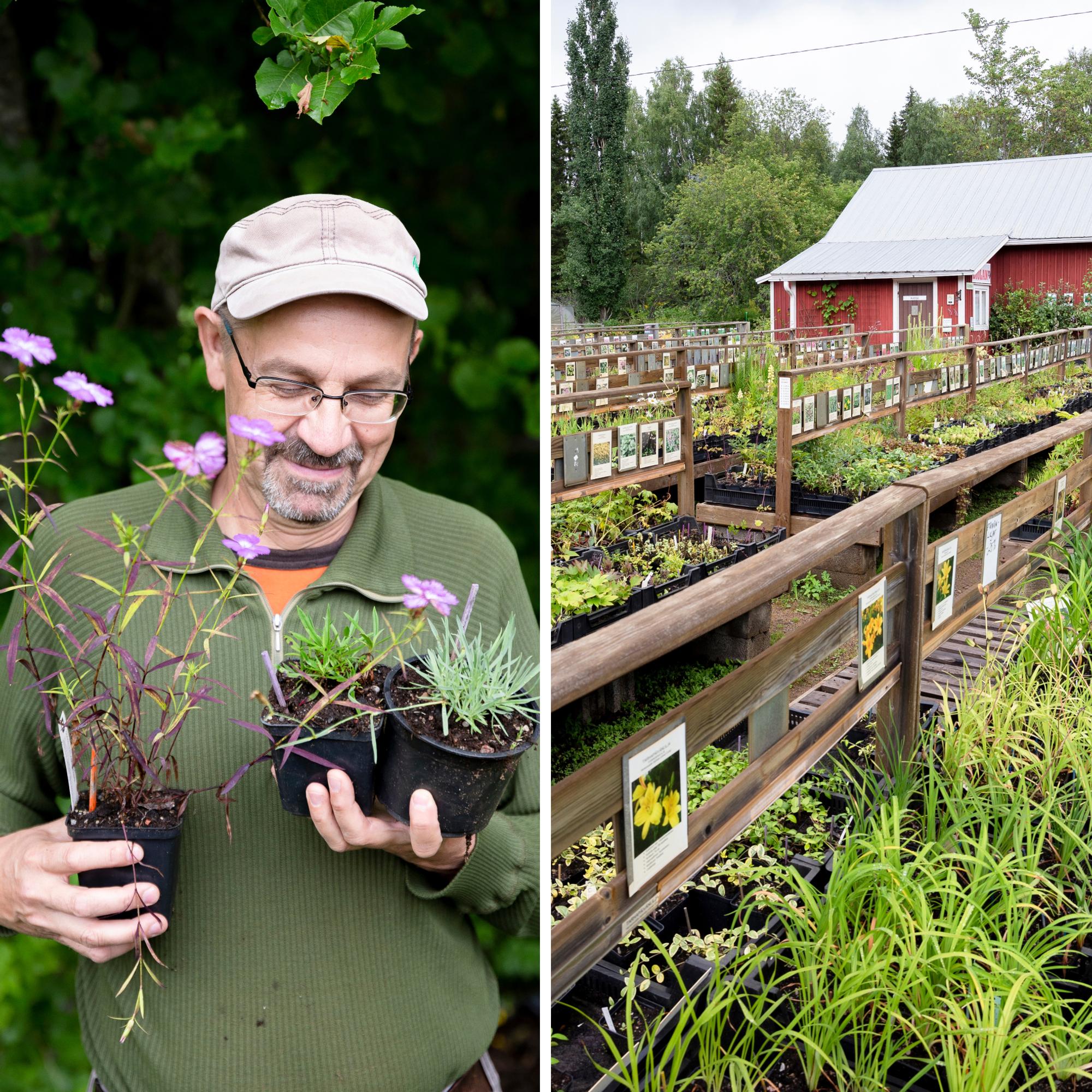 “If a plant can survive here, it can survive anywhere”—unusual perennials flourish at Jari Särkkä’s nursery
