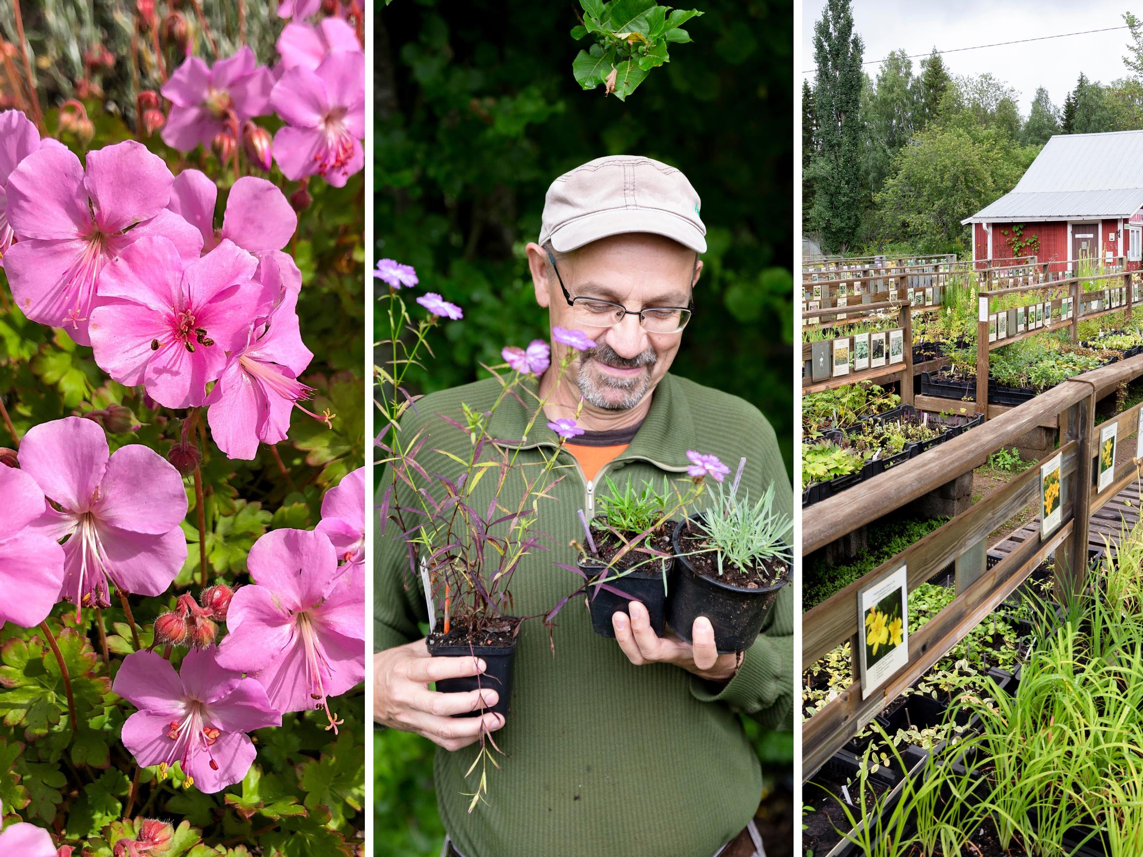 “If a plant can survive here, it can survive anywhere”—unusual perennials flourish at Jari Särkkä’s nursery