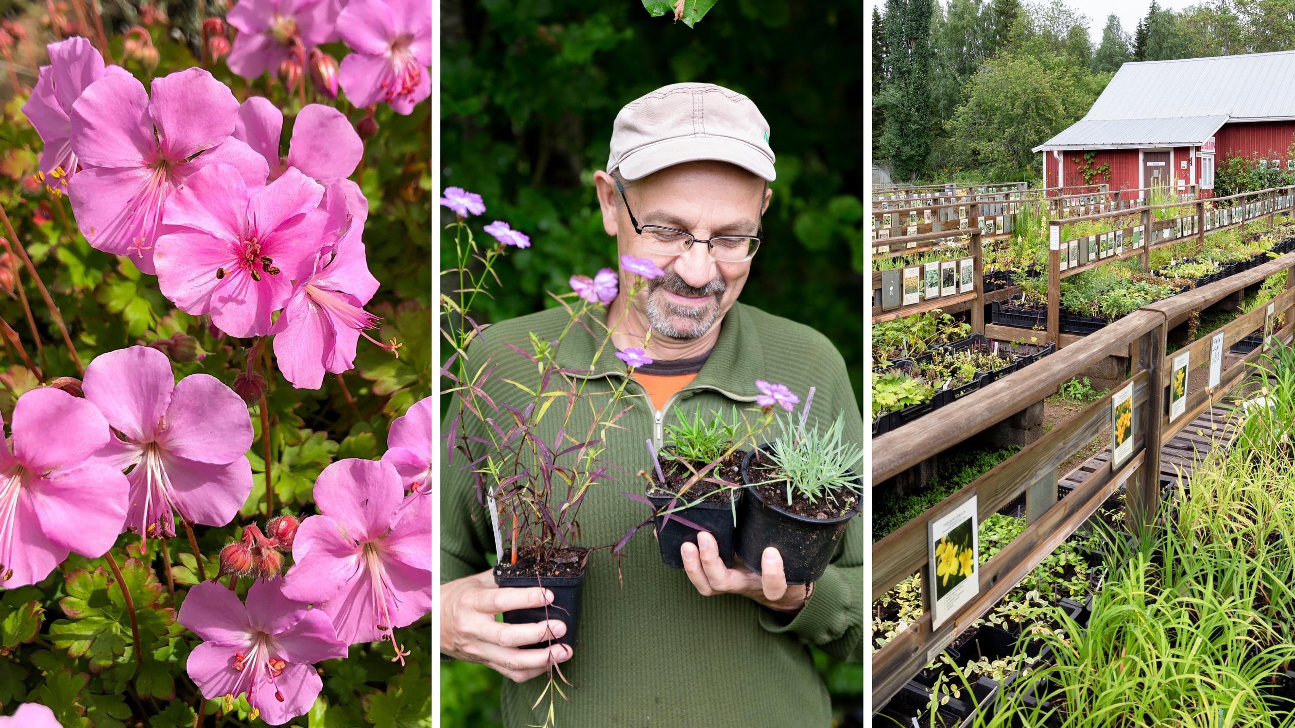 “If a plant can survive here, it can survive anywhere”—unusual perennials flourish at Jari Särkkä’s nursery