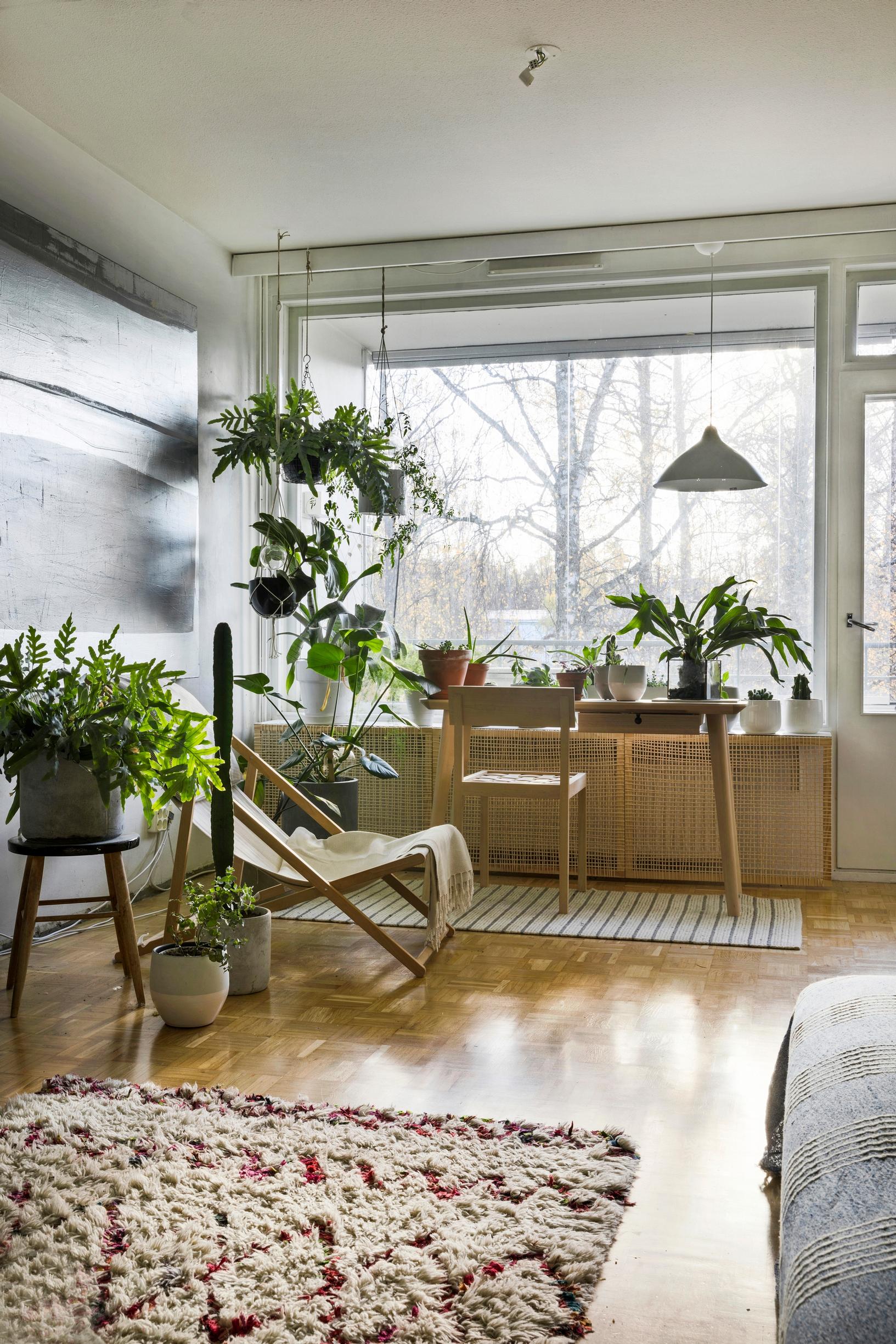 Arranging plants indoors: Living room full of houseplants