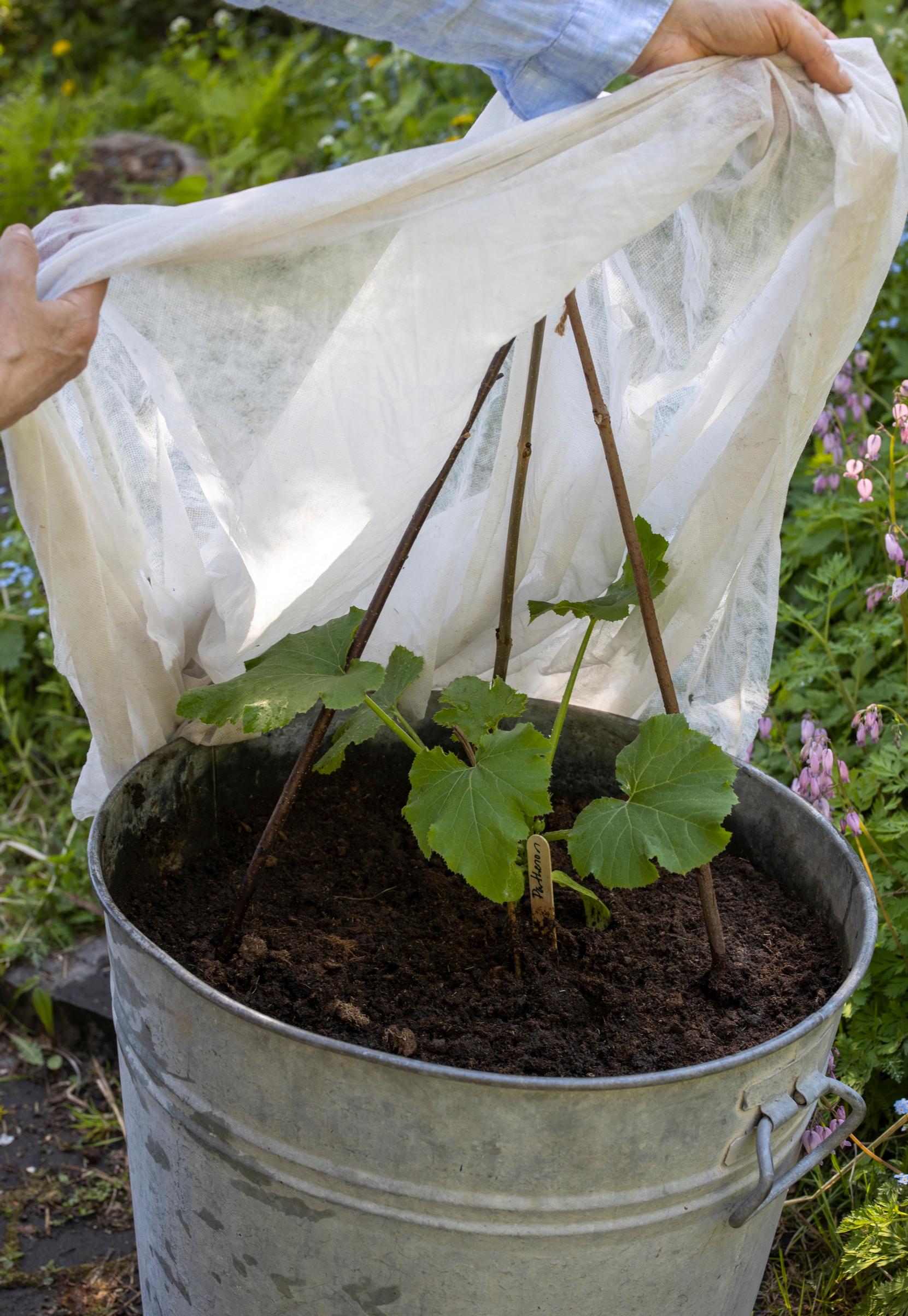 Growing zucchini in a pot or tub