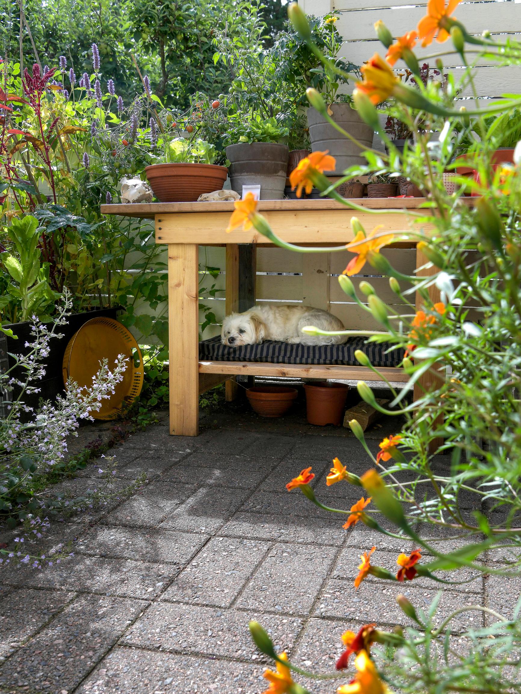 How to make your yard dog-friendly? Garden designer’s pro tips