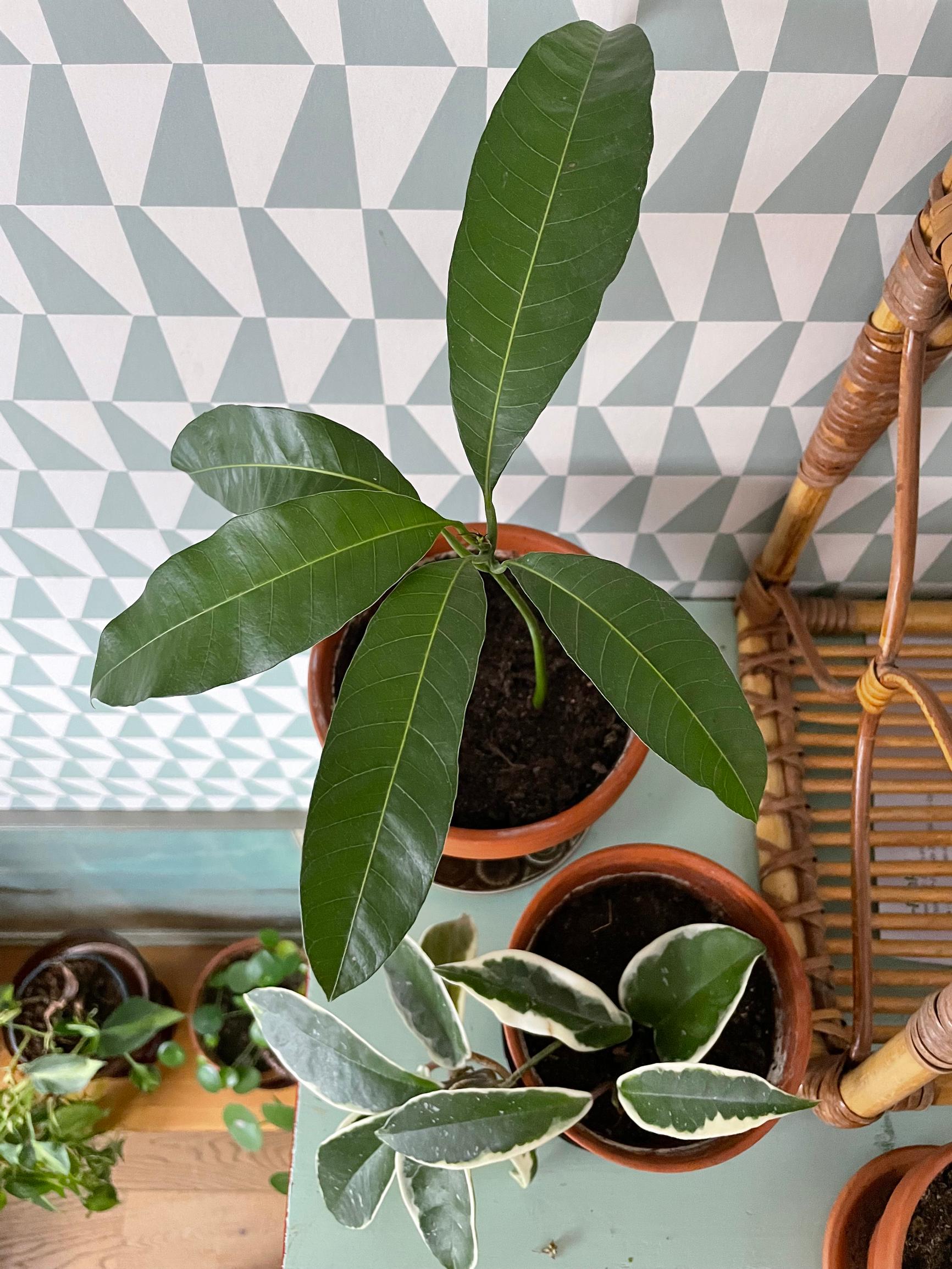 How to plant a mango seed from the fruit: Mango and other houseplants photographed from above