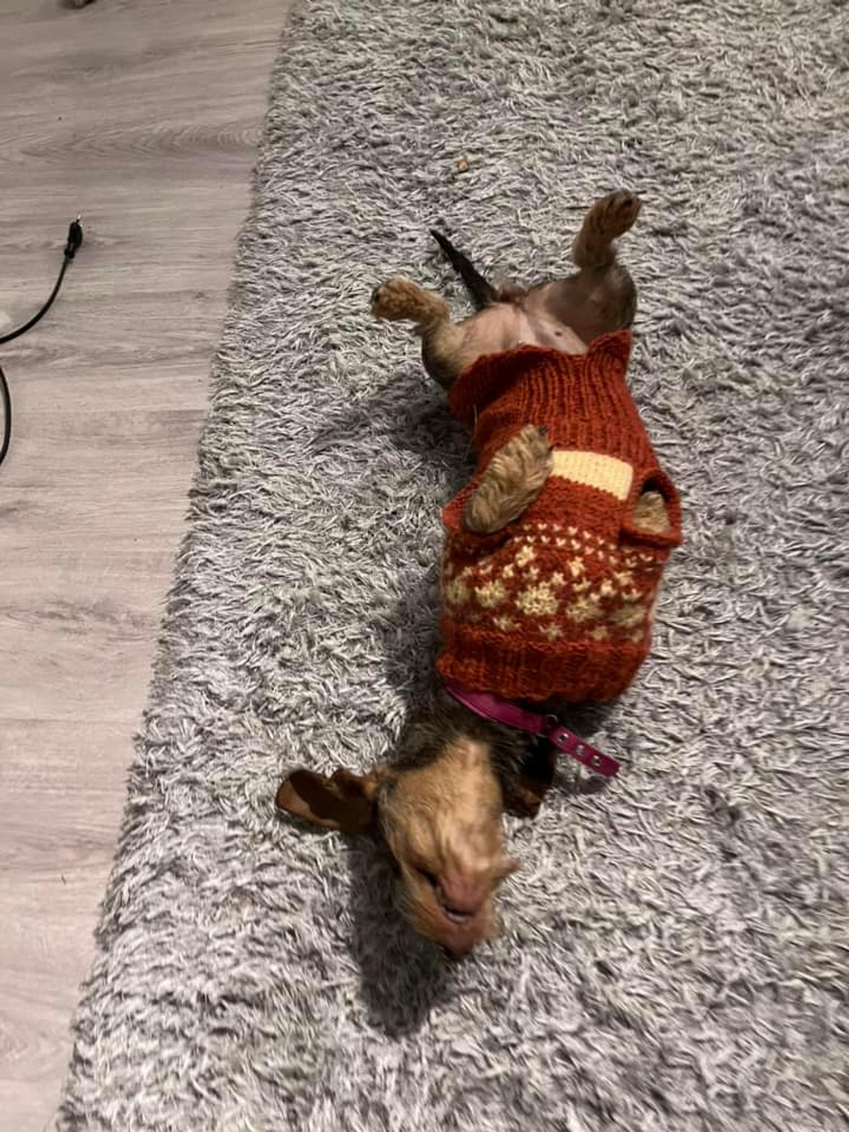 A dachshund lying on its back in a wool outfit