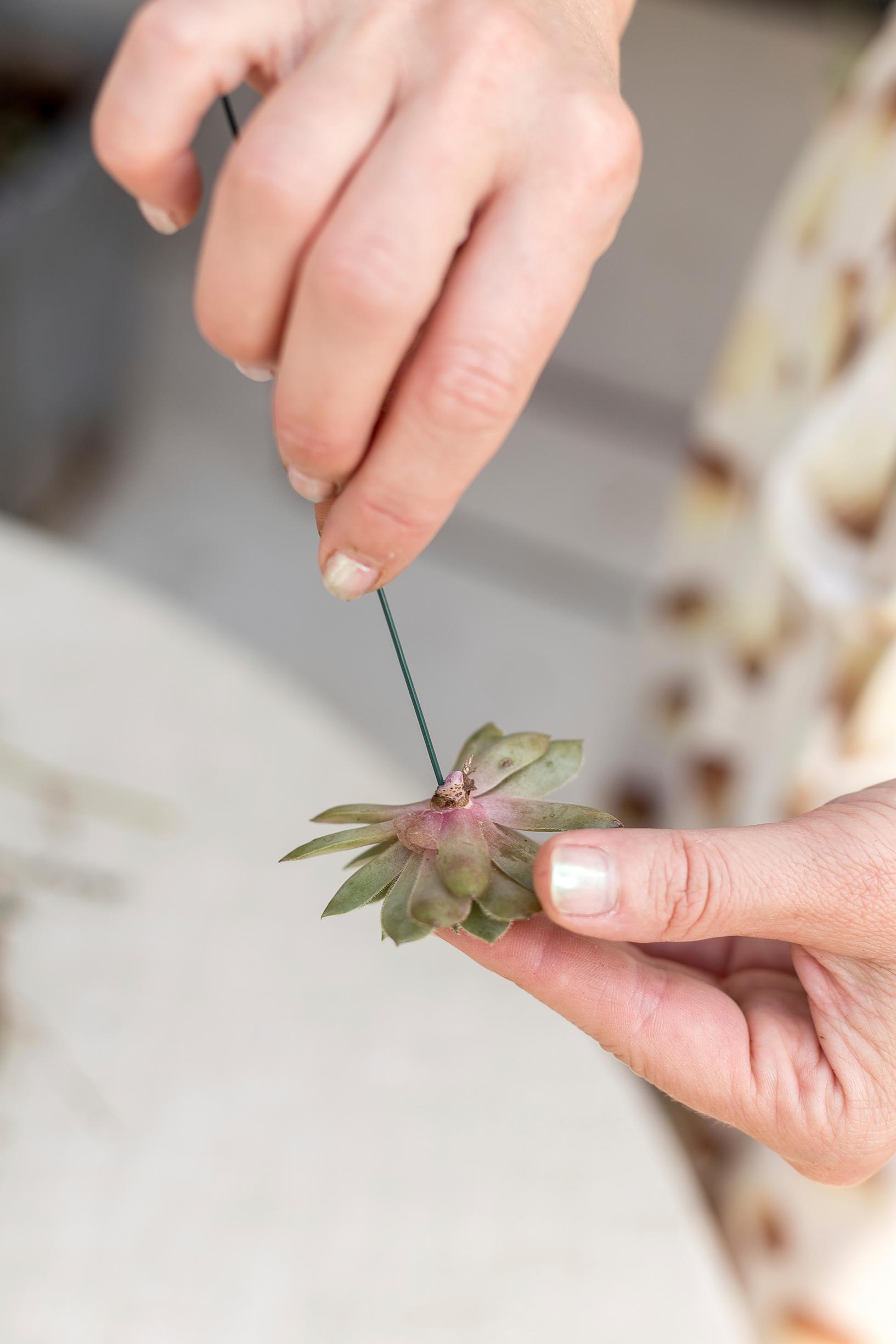 Wire inserted into the succulent