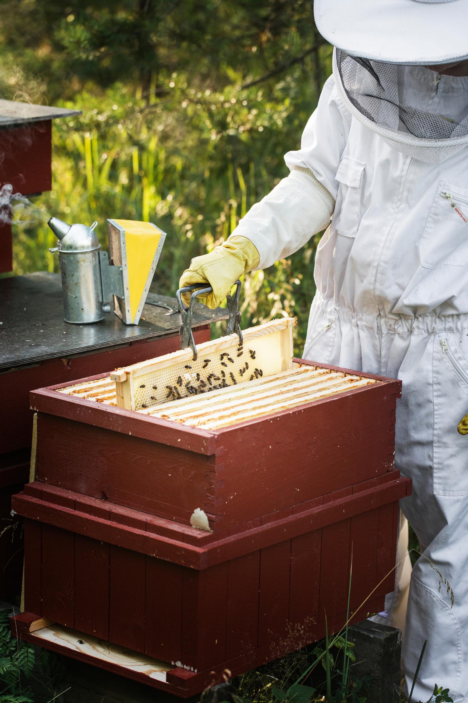 Nora lifts a honeycomb frame out of the bees’ hive