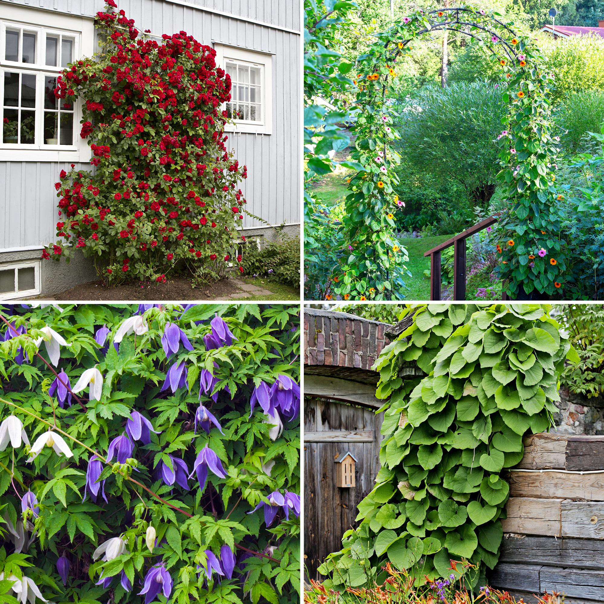 18 enchanting climbing plants for your garden and balcony—perennial and annual stunners!