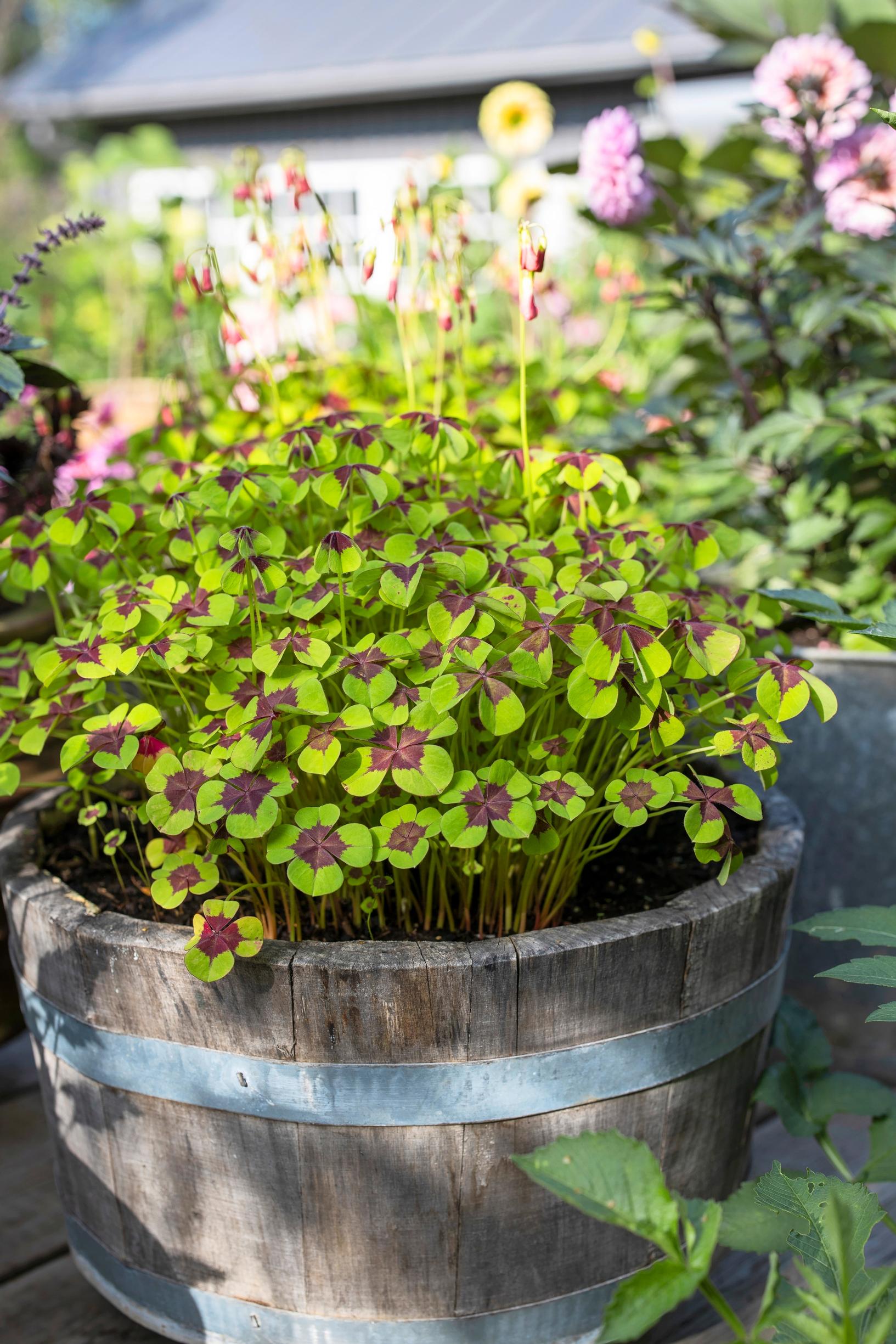 The Good Luck Oxalis ‘Iron Cross’ fills the wooden tub beautifully.