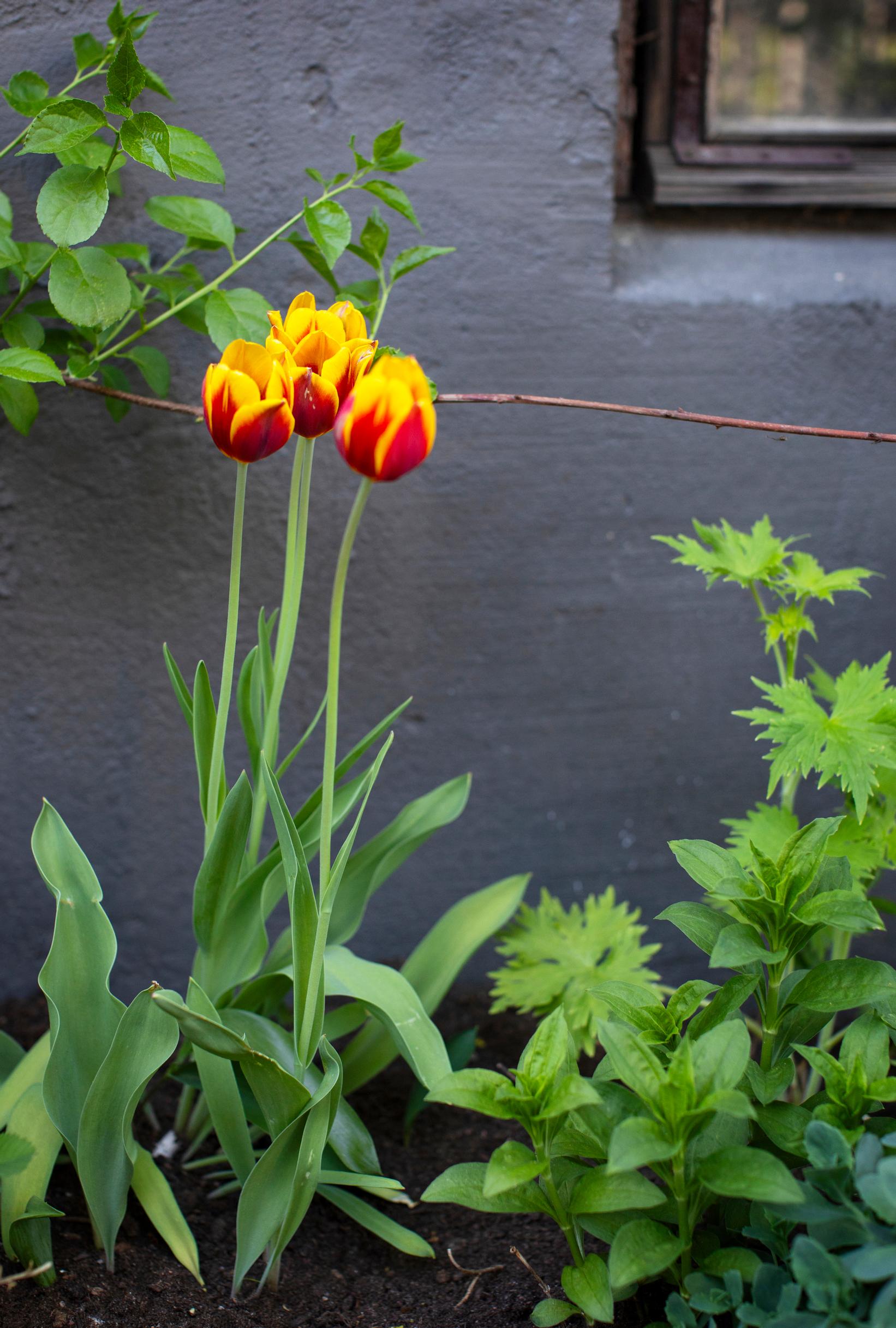 Tulips by the house wall.