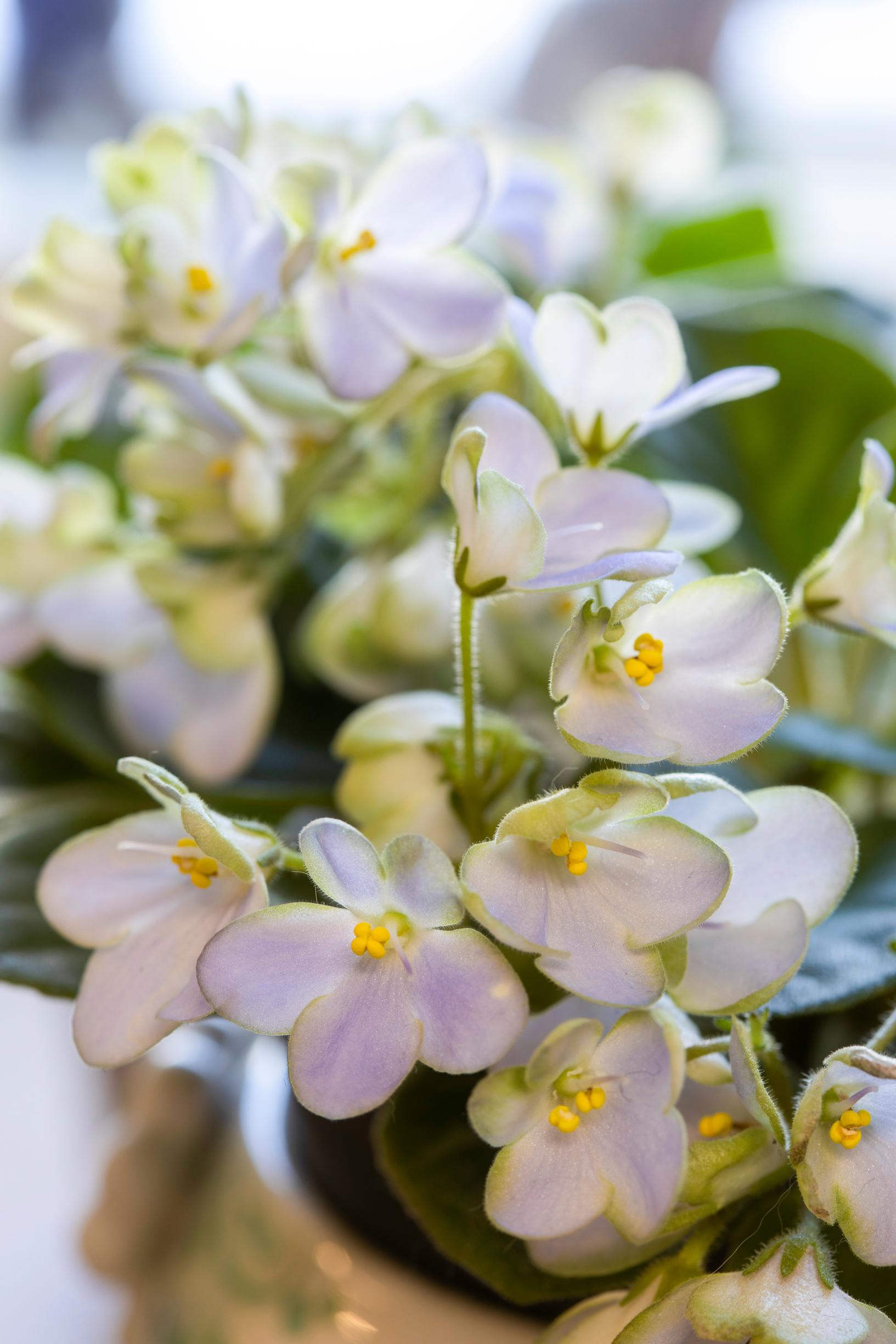 Valentine’s Day flowers: african violet