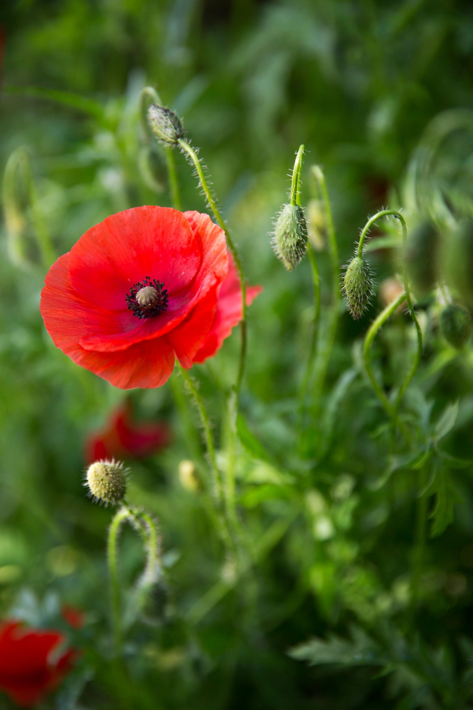 Tulip poppy