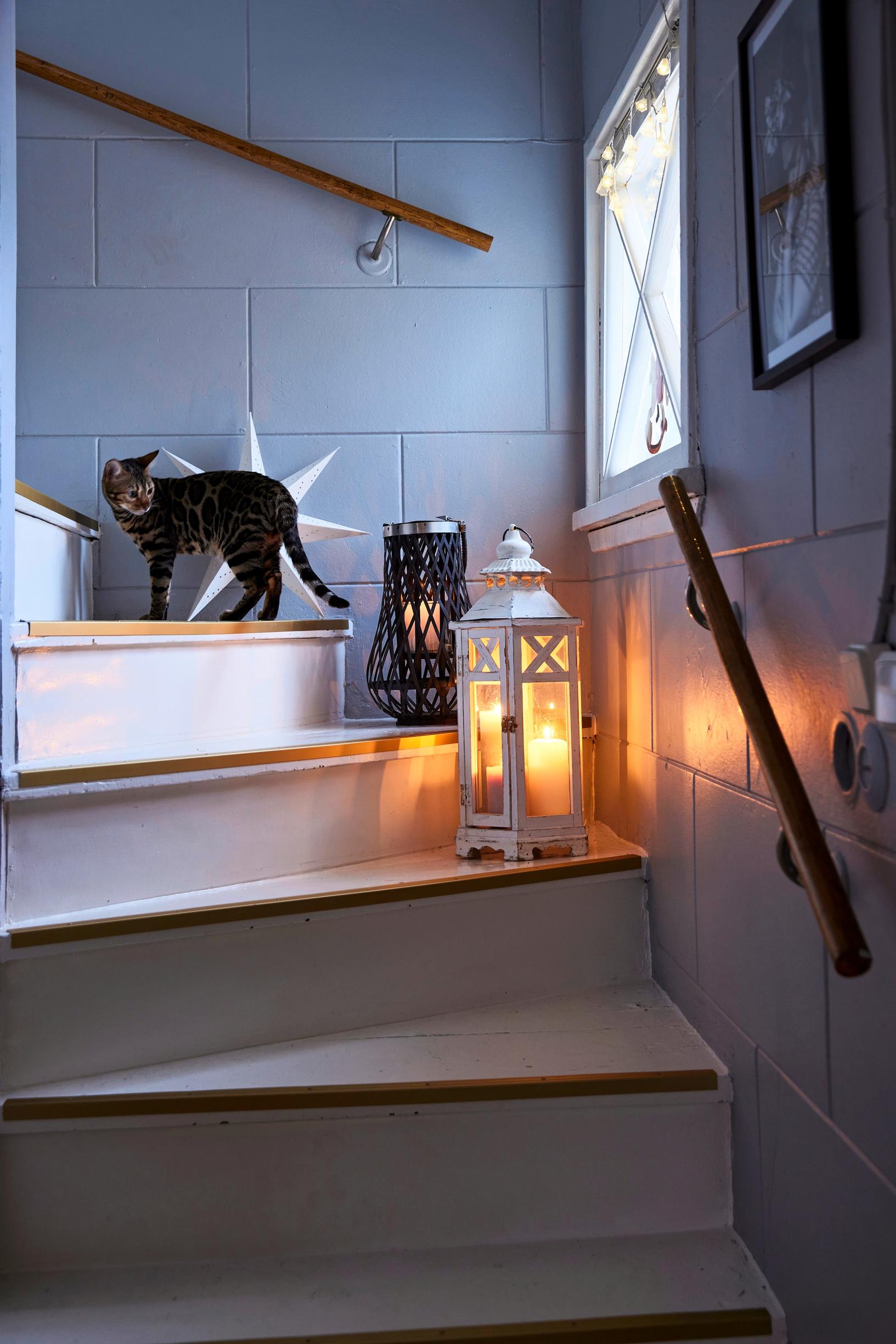 A cat on the staircase