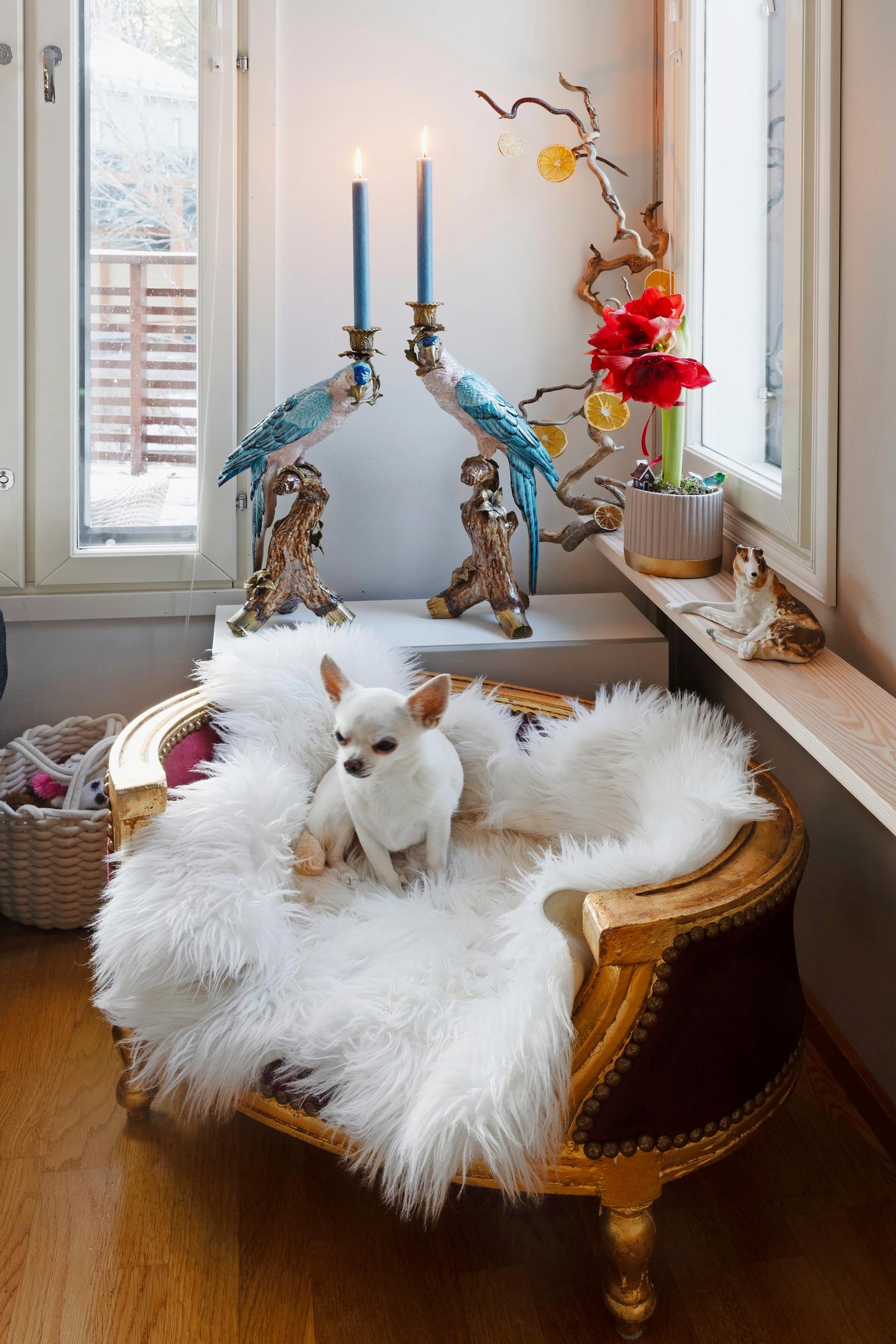 Chihuahua on a “throne” with a fur throw.