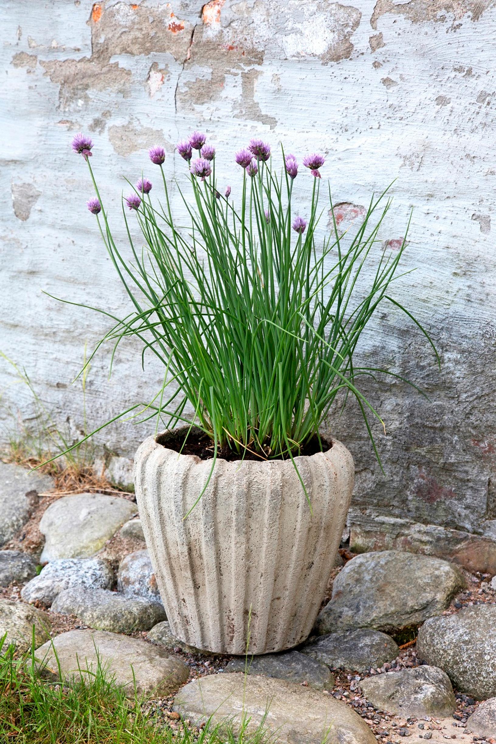 Chives in a pot